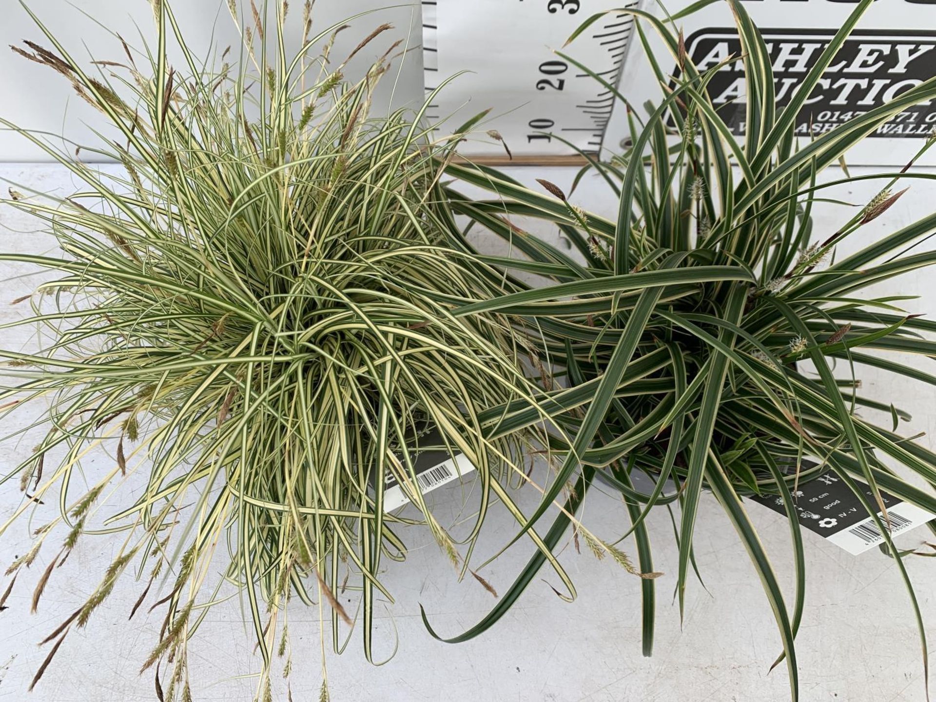 TWO HARDY ORNAMENTAL GRASSES CAREX 'EVERGOLD' AND MORROWII 'ICE DANCE' IN 3 LTR POTS APPROX 50CM - Image 2 of 5