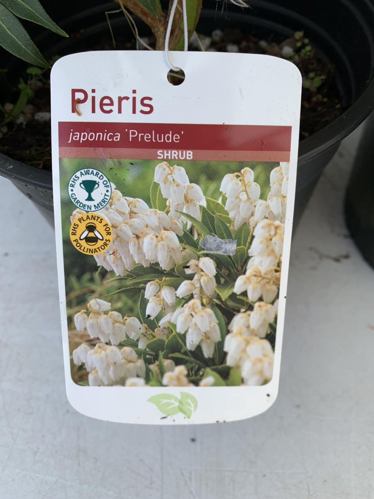 FIVE MIXED PIERIS TO INCLUDE PRELUDE, LITTLE HEATH GREEN, FOREST FLAME ETC 50-70CM TALL TO BE SOLD - Image 12 of 15