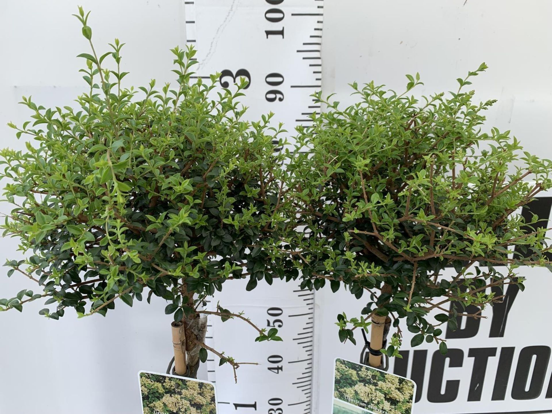 TWO LIGUSTRUM DELAVAYANUM STANDARD TREES APPROX 100CM IN HEIGHT IN 3LTR POTS PLUS VAT TO BE SOLD FOR - Image 2 of 4