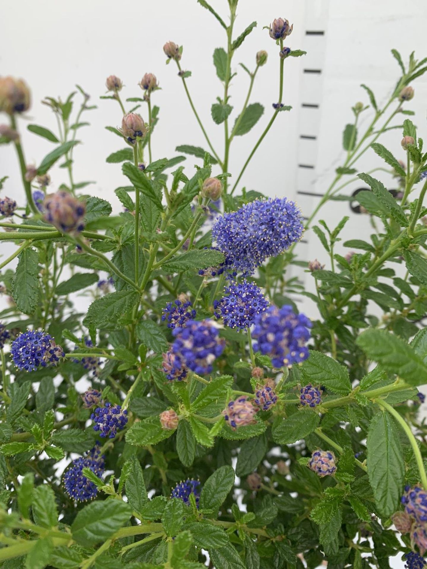 TWO CEANOTHUS STANDARD TREES 'CONCHA' IN FLOWER APPROX 120CM IN HEIGHT IN 3 LTR POTS PLUS VAT TO - Image 3 of 6