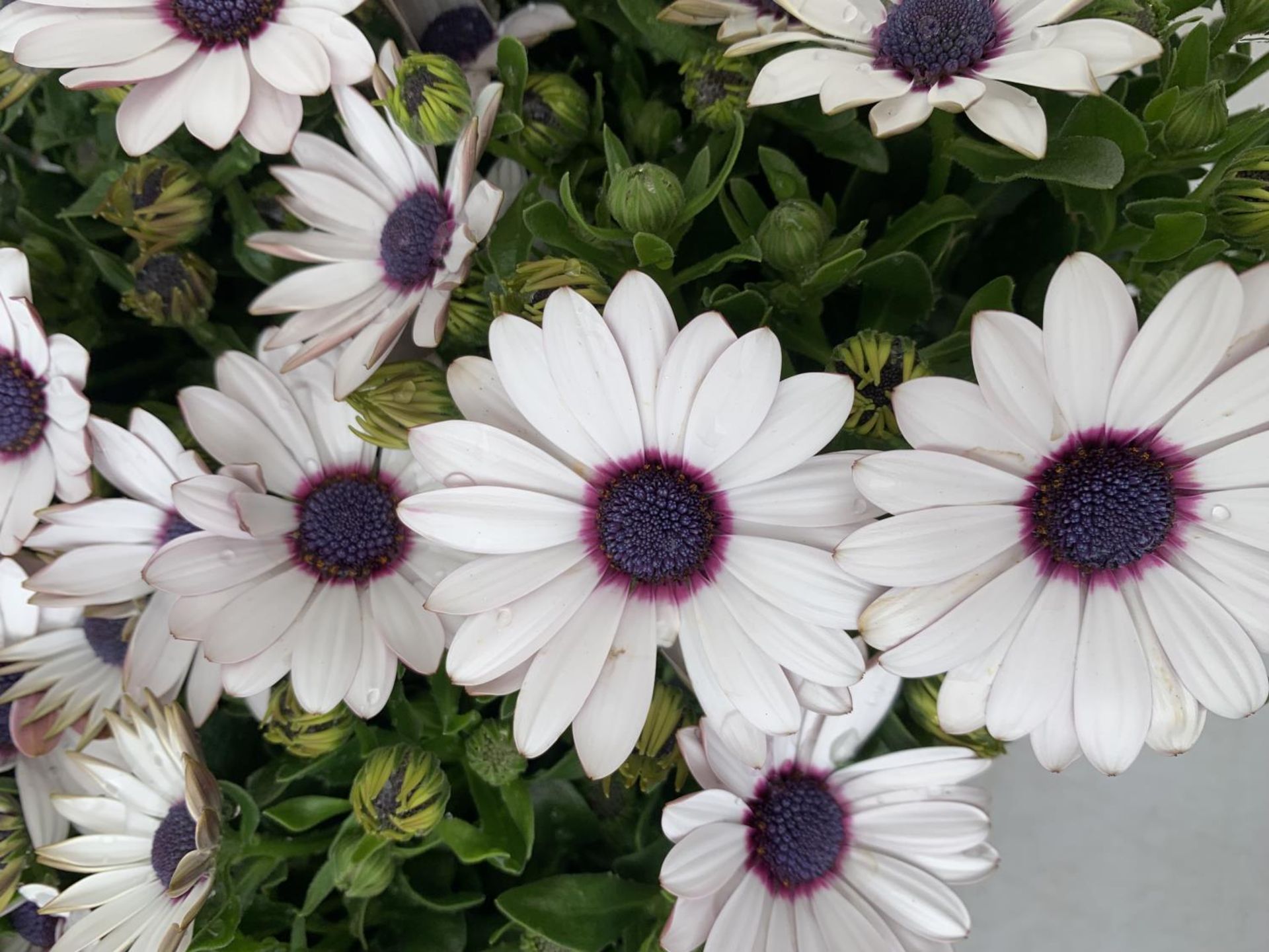 TWELVE WHITE COLOURED OSTEOSPERMUM PLANTS ON A TRAY TO BE SOLD FOR THE TWELVE PLUS VAT - Image 3 of 5