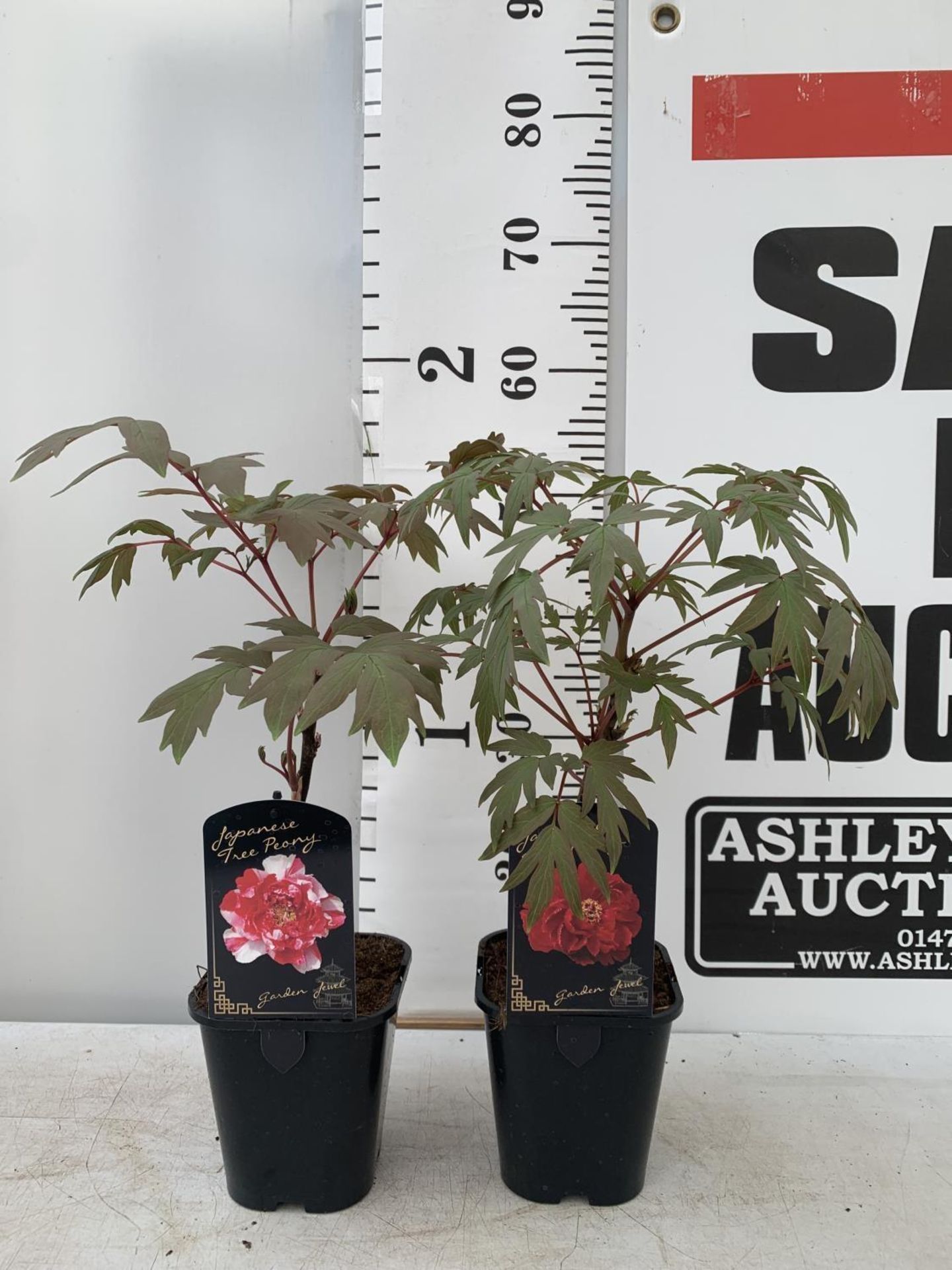 TWO JAPANESE TREE PEONIES IN RED AND RED AND WHITE IN 1 LTR POTS HEIGHT 50CM PLUS VAT TO BE SOLD FOR