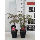 TWO JAPANESE TREE PEONIES IN RED AND RED AND WHITE IN 1 LTR POTS HEIGHT 50CM PLUS VAT TO BE SOLD FOR