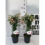 TWO BELLA STANDARD PINK FUCHSIA IN A 3 LTR POTS 70CM -80CM TALL TO BE SOLD FOR THE TWO PLUS VAT