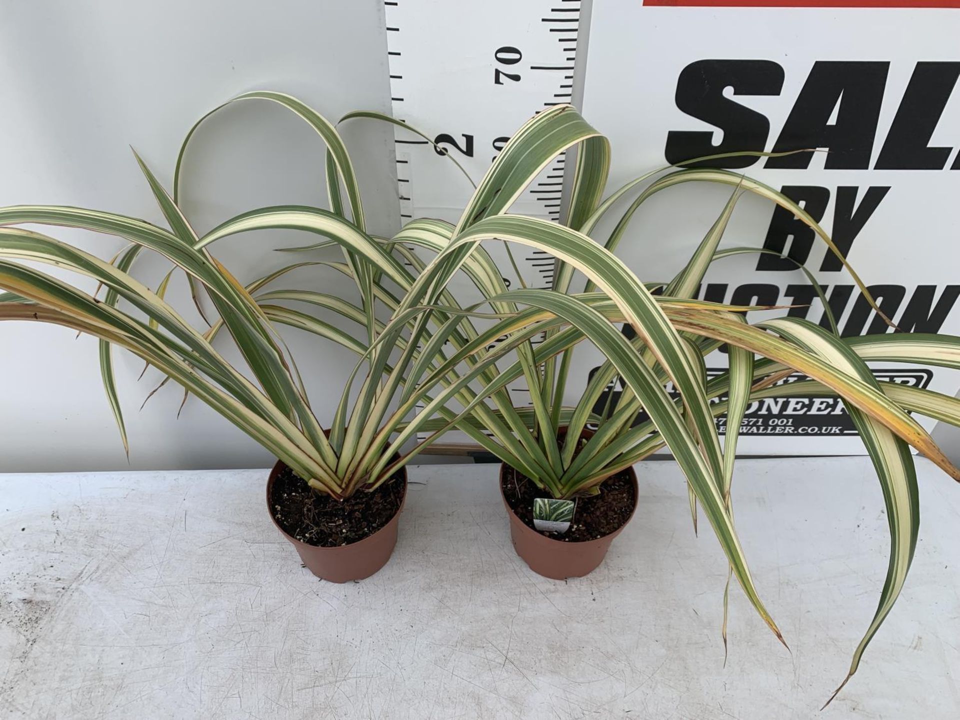 TWO GREEN PHORMIUM TENAX 'CREAM DELIGHT' APPROX 70CM IN HEIGHT IN 3 LTR POTS PLUS VAT TO BE SOLD FOR - Image 2 of 5