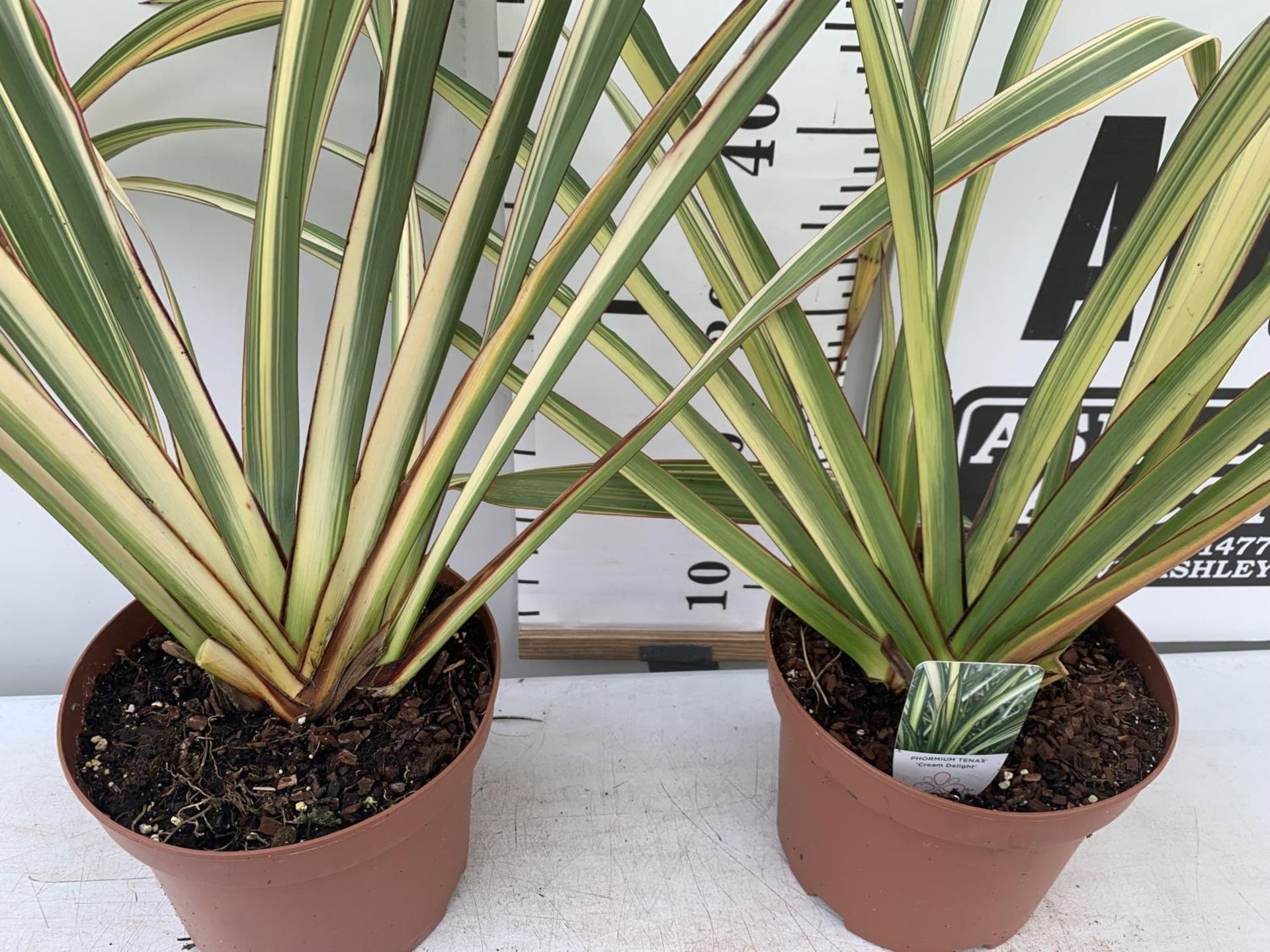 TWO GREEN PHORMIUM TENAX 'CREAM DELIGHT' APPROX 70CM IN HEIGHT IN 3 LTR POTS PLUS VAT TO BE SOLD FOR - Image 3 of 5