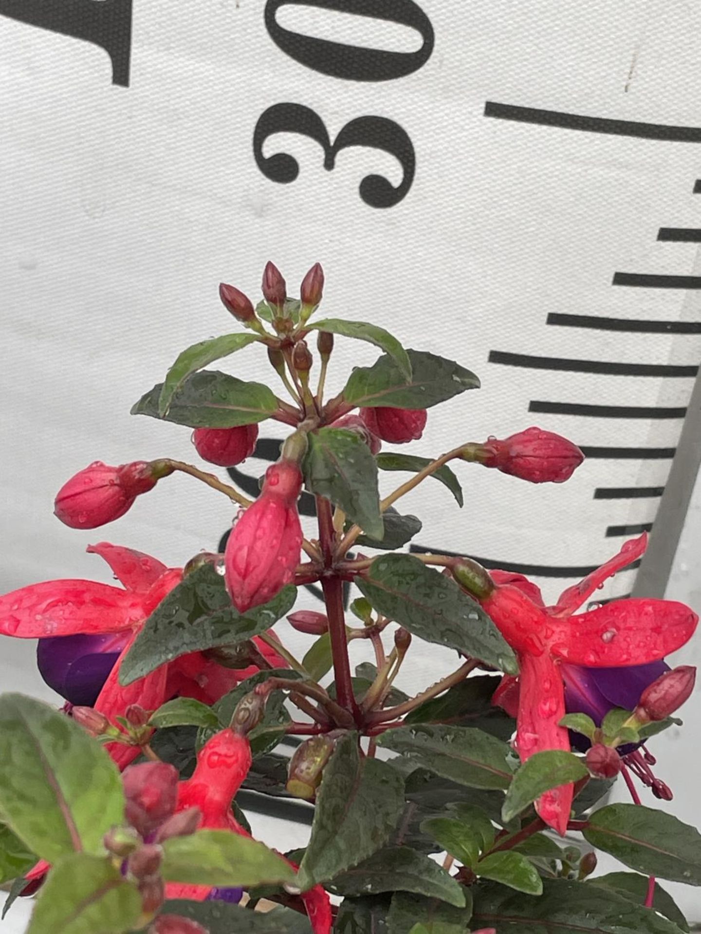 NINE FUCHSIA BELLA IN 20CM POTS 20-30CM TALL TO BE SOLD FOR THE NINE PLUS VAT - Image 5 of 5