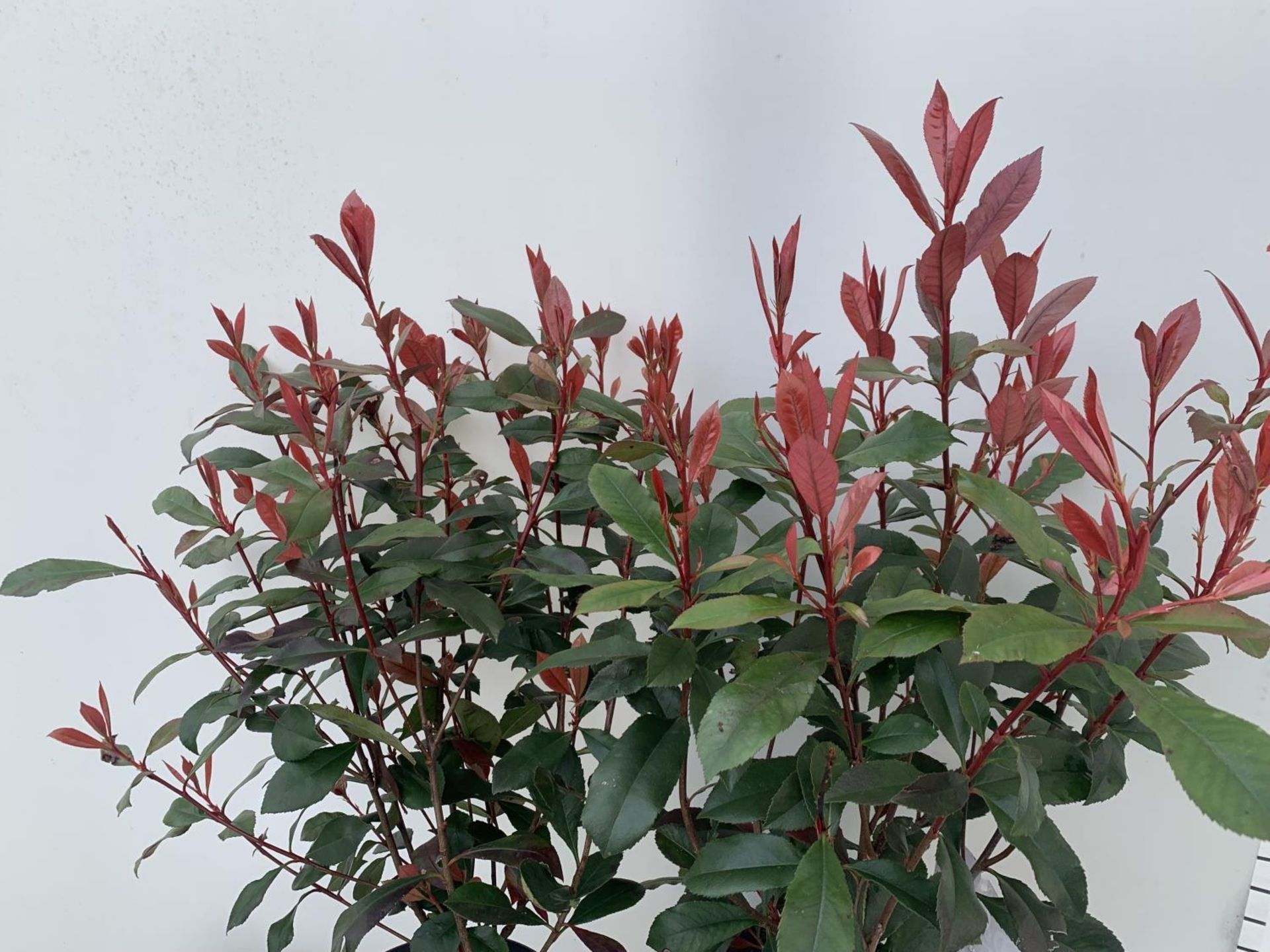 TWO PHOTINIA 'CARRE ROUGE' IN 3 LTR POTS APPROX 70CM IN HEIGHT PLUS VAT TO BE SOLD FOR THE TWO - Image 5 of 11