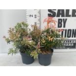 TWO PIERIS JAPONICA 'LITTLE HEATH' AND 'FOREST FLAME' IN 3 LTR POTS 55CM TALL PLUS VAT TO BE SOLD