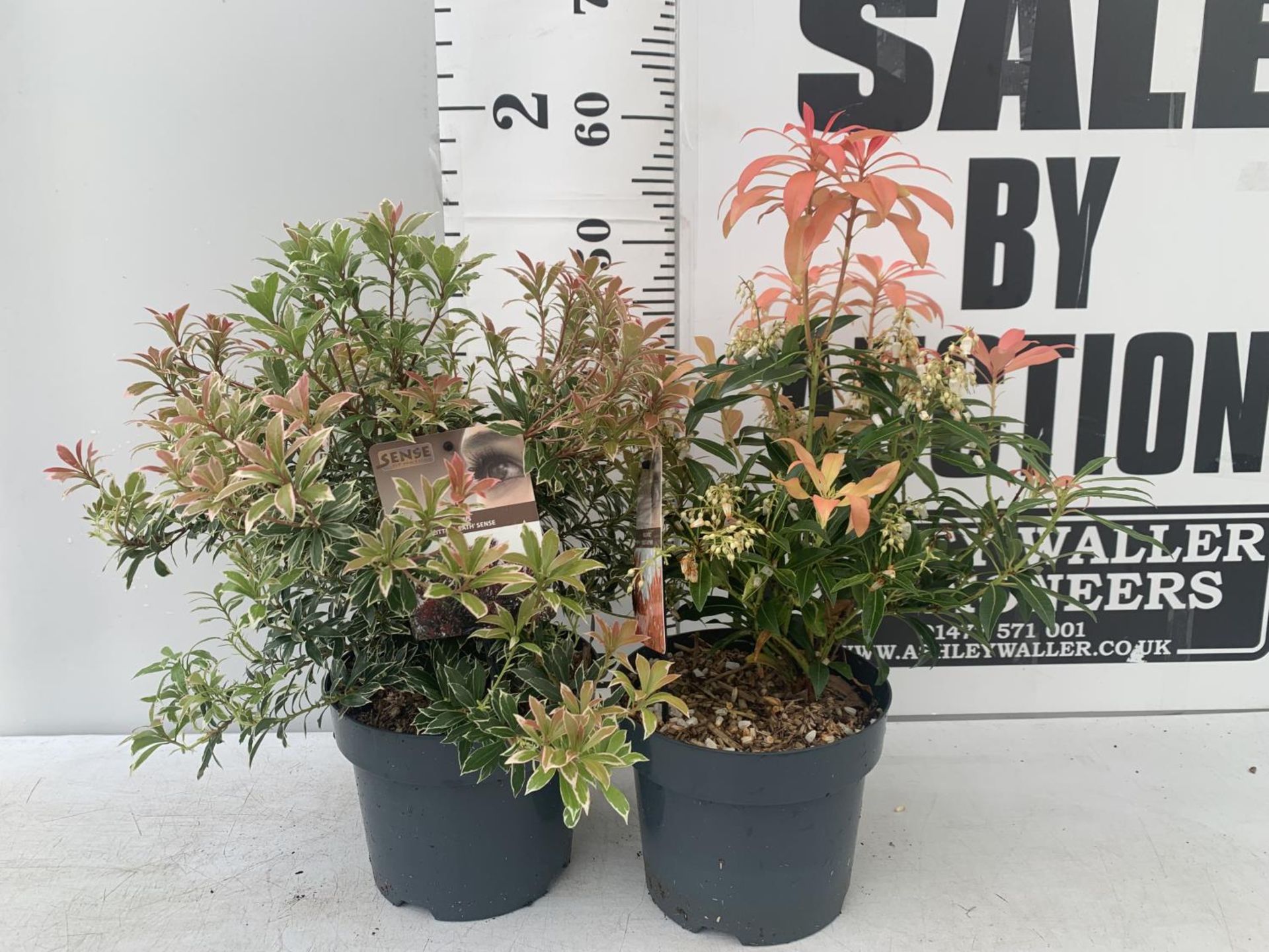 TWO PIERIS JAPONICA 'LITTLE HEATH' AND 'FOREST FLAME' IN 3 LTR POTS 55CM TALL PLUS VAT TO BE SOLD
