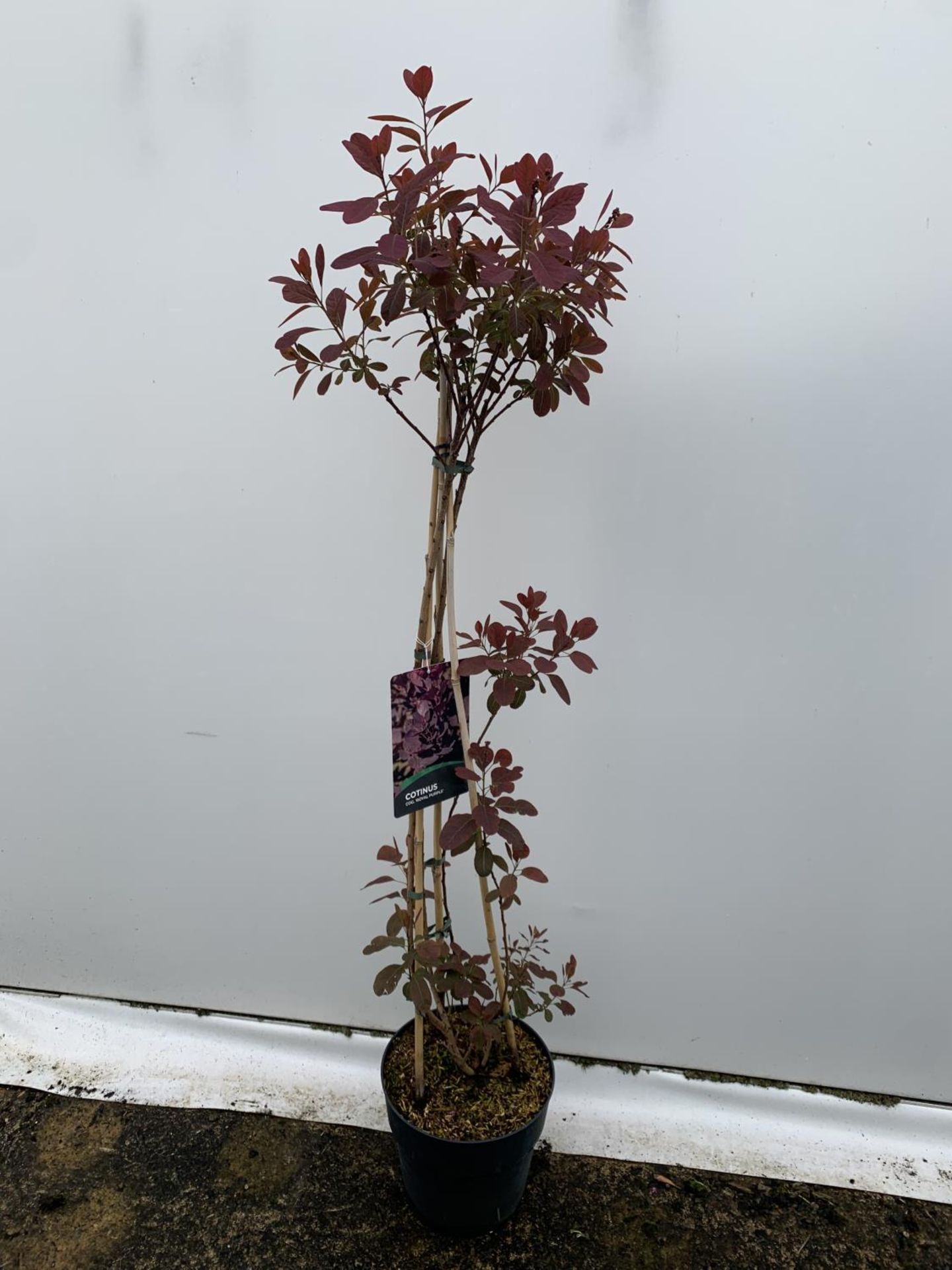 A COTINUS 'ROYAL PURPLE' SMOKE BUSH TREE OVER 160CM IN HEIGHT IN FLOWER IN A 10 LTR POT PLUS VAT - Image 5 of 13