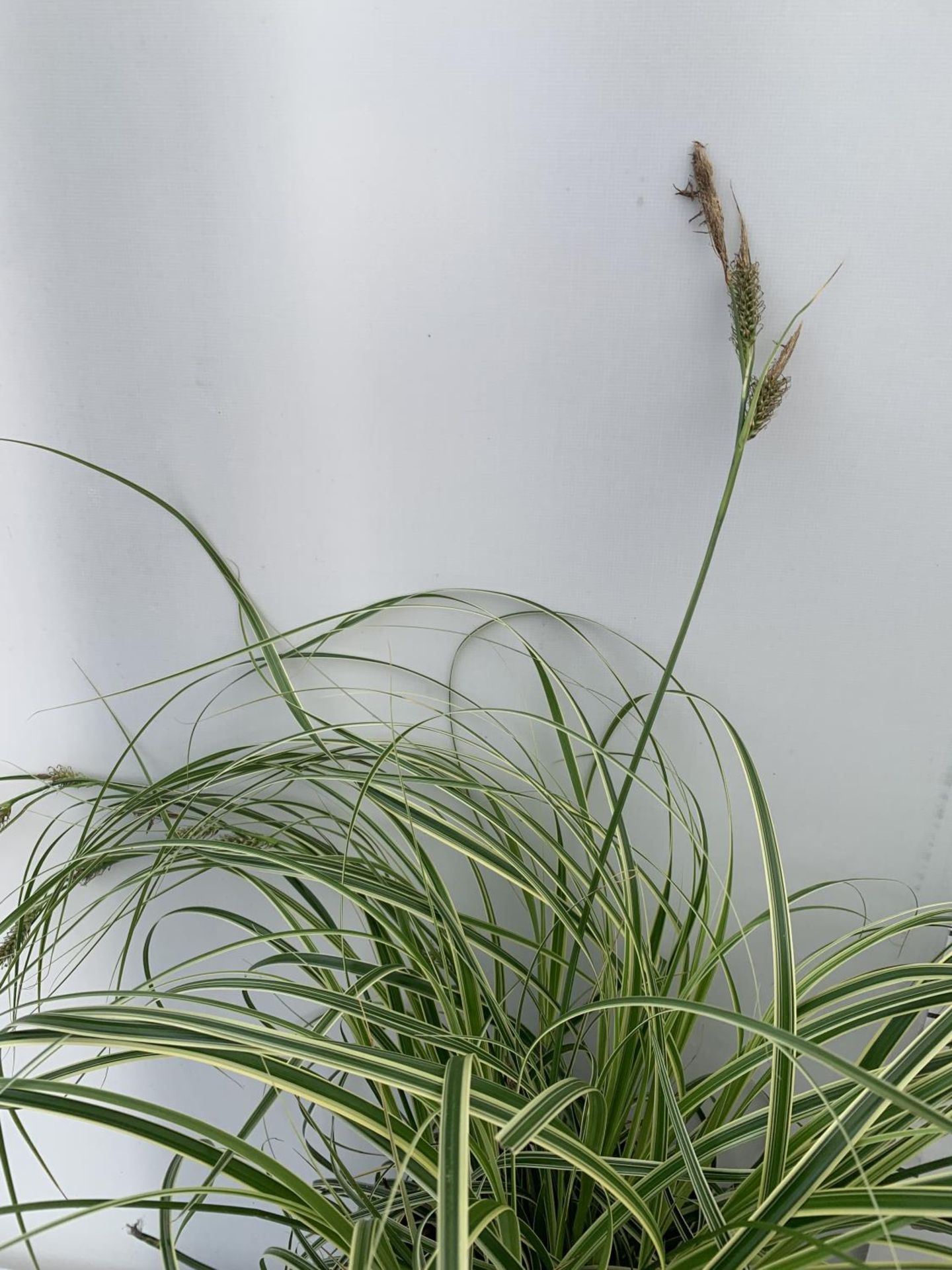 TWO HARDY ORNAMENTAL GRASSES CAREX 'FEATHER FALLS' AND MORROWII 'IRISH GREEN' IN 3 LTR POTS APPROX - Image 3 of 6
