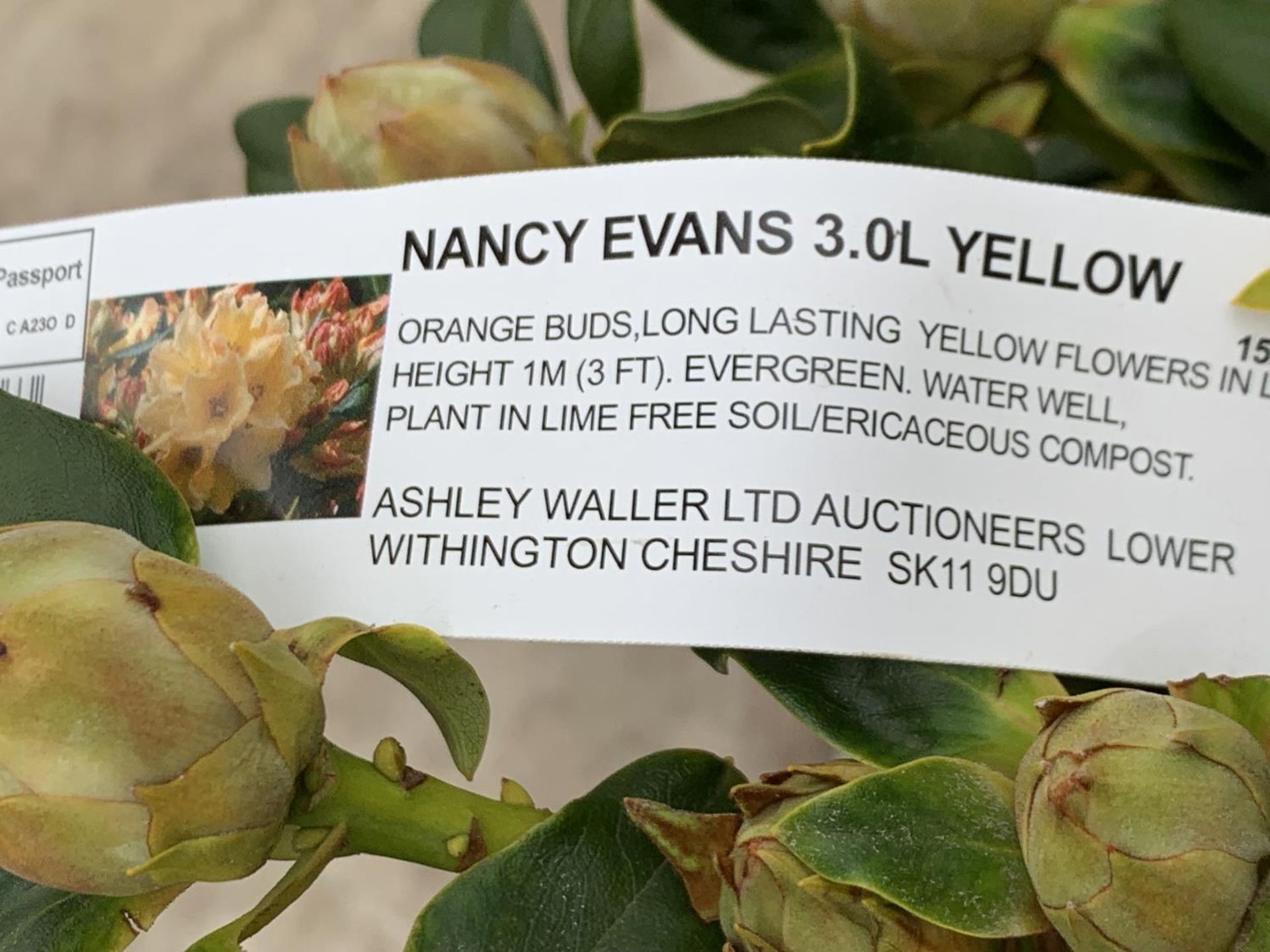 THREE RHODODENDRON NANCY EVANS IN 3 LTR POTS HEIGHT 50CM TO BE SOLD FOR THE THREE PLUS VAT - Image 8 of 12