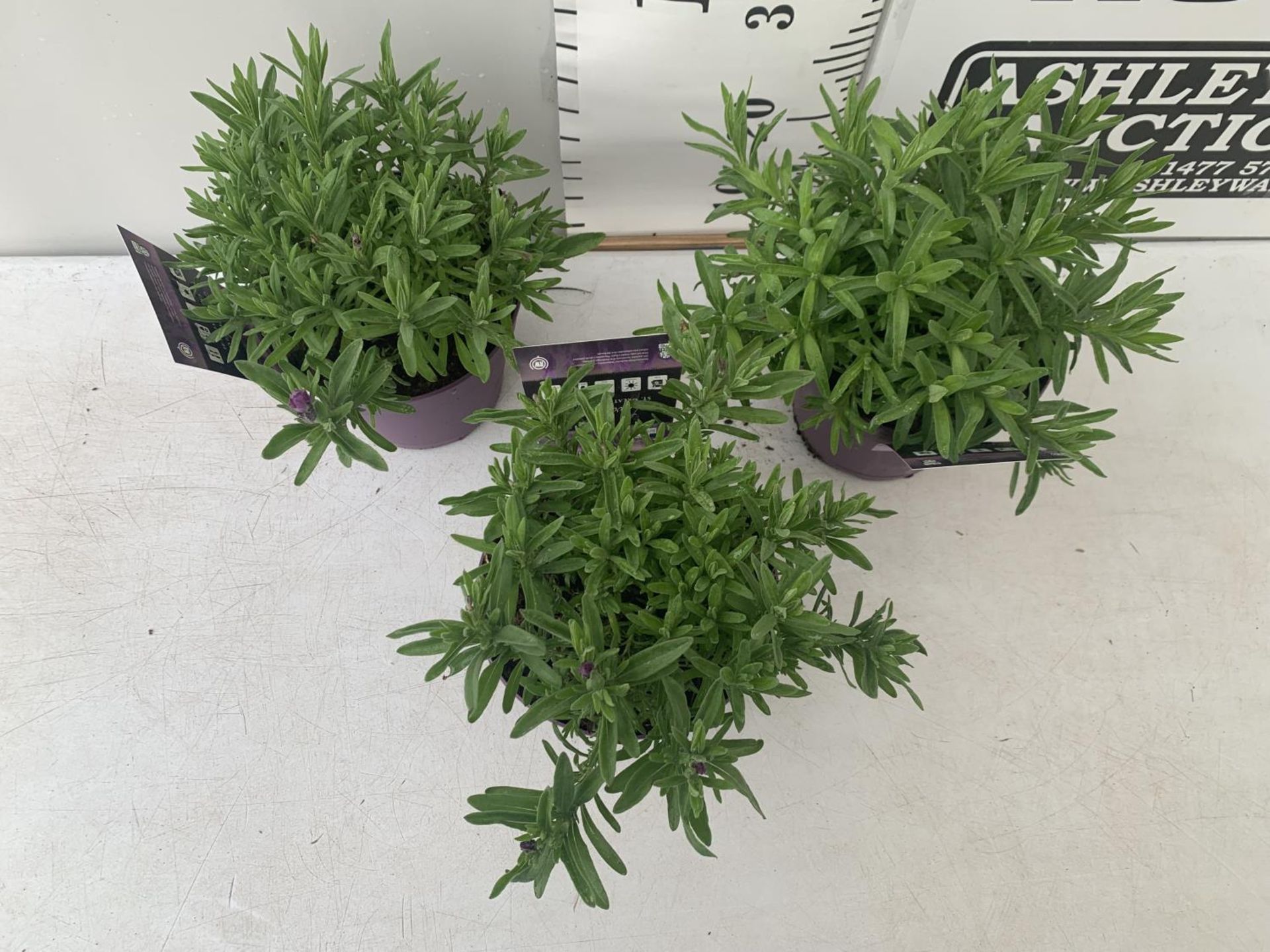 THREE LAVENDER PLANTS IN 2 LTR POTS APPROX 25CM IN HEIGHT PLUS VAT TO BE SOLD FOR THE THREE - Image 2 of 5
