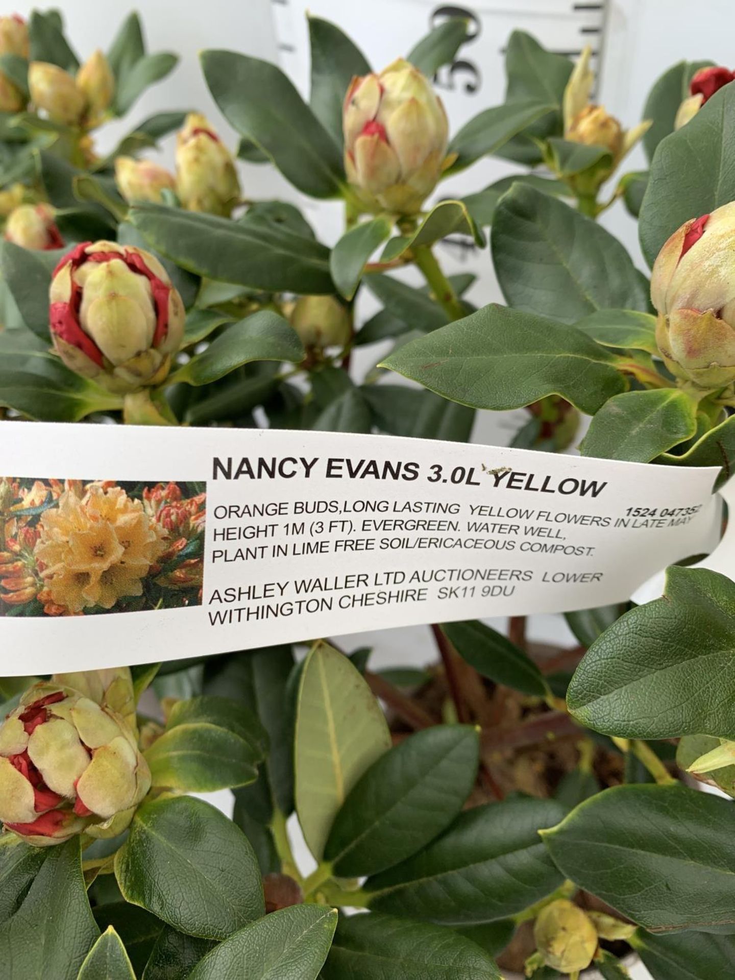 THREE RHODODENDRON NANCY EVANS IN 3 LTR POTS HEIGHT 50CM TO BE SOLD FOR THE THREE PLUS VAT - Image 9 of 12