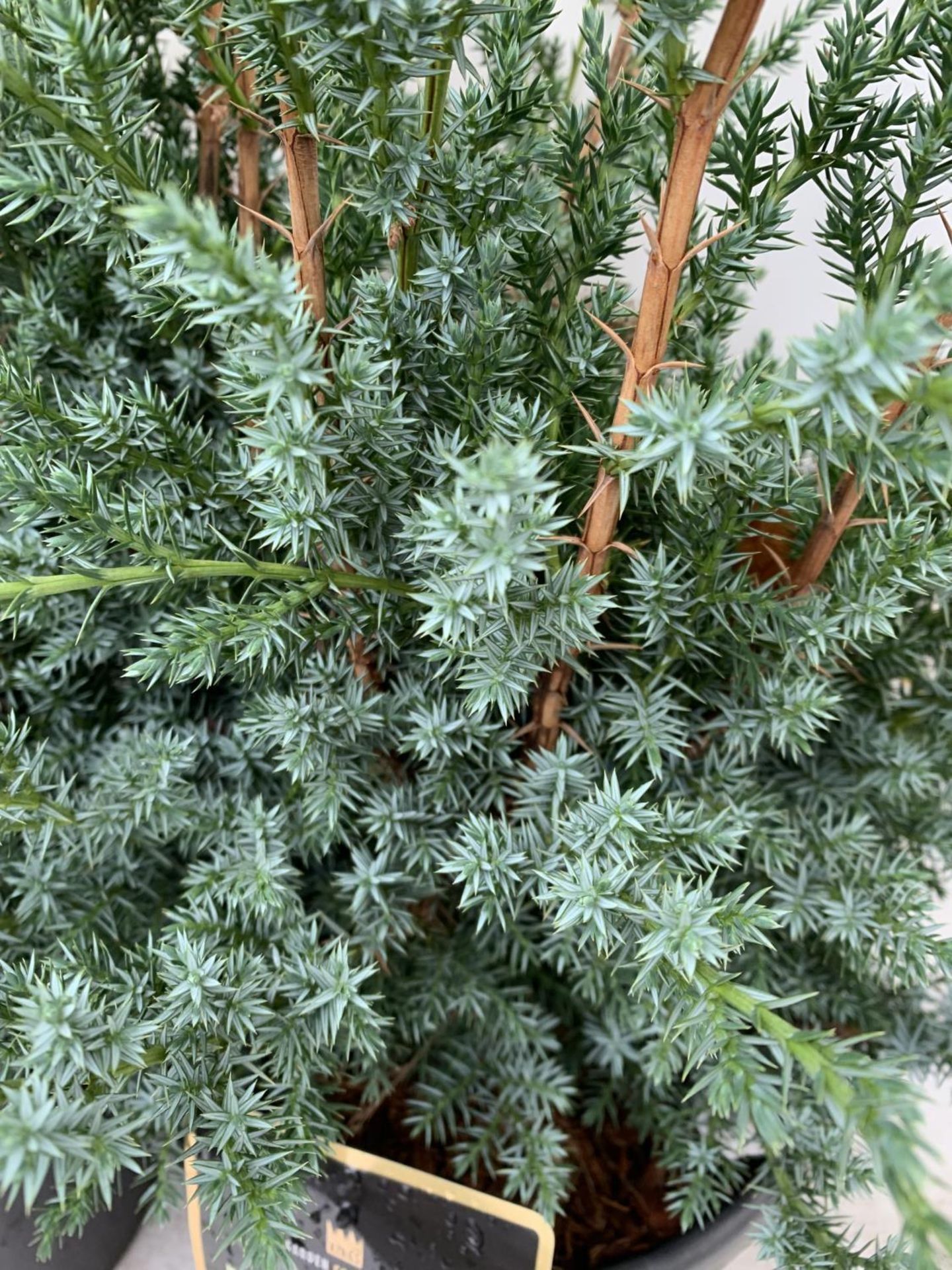 TWO JUNIPERUS CHINENSIS BLUE ALPS IN 7 LTR POTS A METRE IN HEIGHT PLUS VAT TO BE SOLD FOR THE TWO - Image 11 of 11