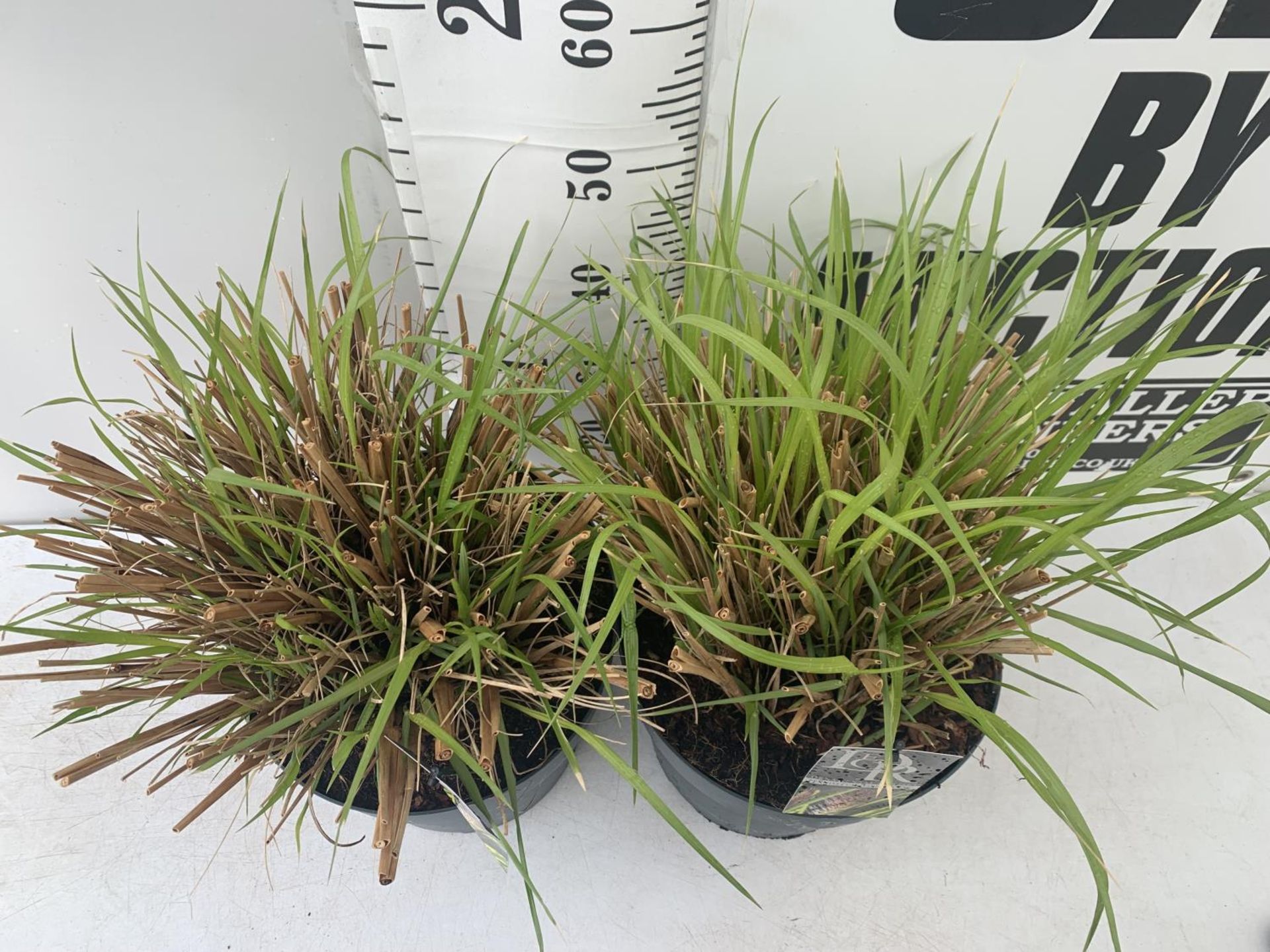 TWO ORNAMENTAL GRASSES 'PENNISETUM VIRIDESCENS' IN 10 LTR POTS APPROX 60CM IN HEIGHT PLUS VAT TO - Image 2 of 4
