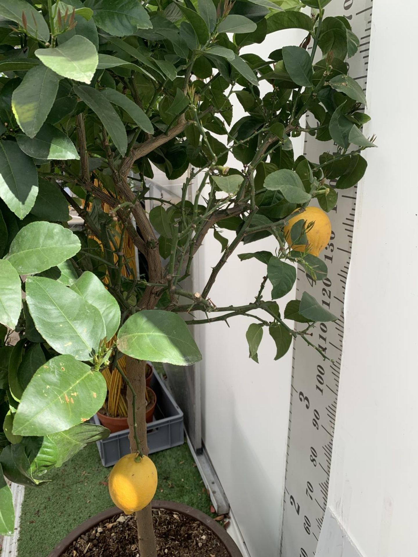 A LARGE CITRUS LEMON TREE OVER 190CM TALL WITH FRUIT IN A 40 LTR POT NO VAT - Image 6 of 8