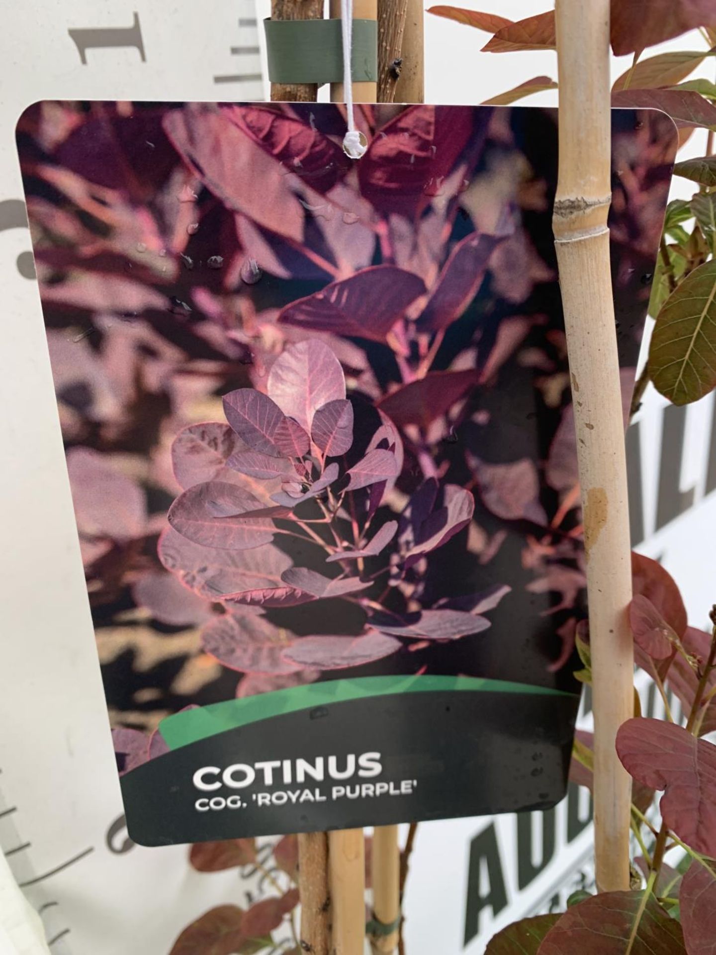 A COTINUS 'ROYAL PURPLE' SMOKE BUSH TREE OVER 160CM IN HEIGHT IN FLOWER IN A 10 LTR POT PLUS VAT - Image 9 of 13