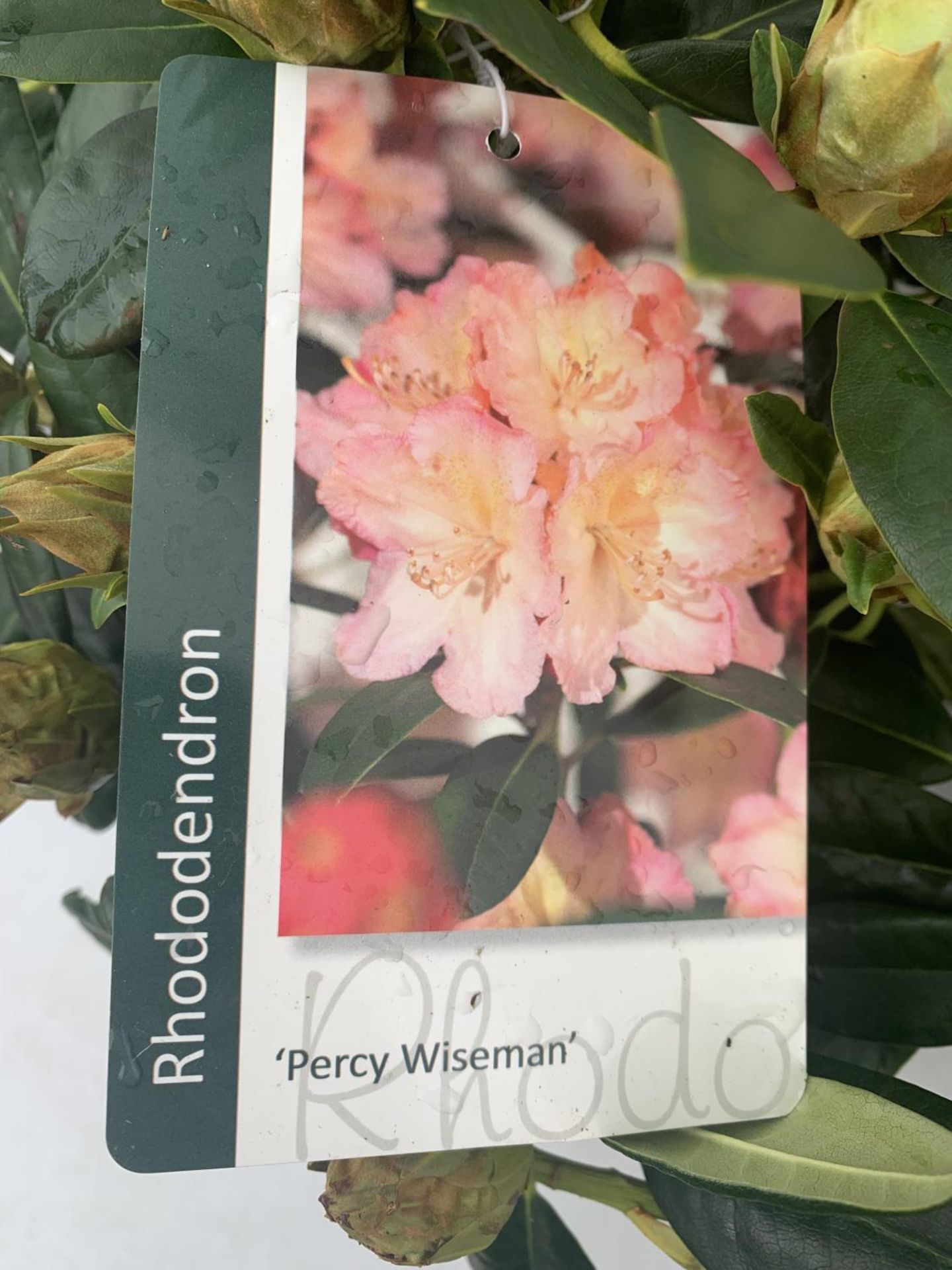 TWO RHODODENDRON CUNNINGHAM'S WHITE AND PERCY WISEMAN PINK IN 5 LTR POTS 60CM TALL PLUS VAT TO BE - Image 5 of 6