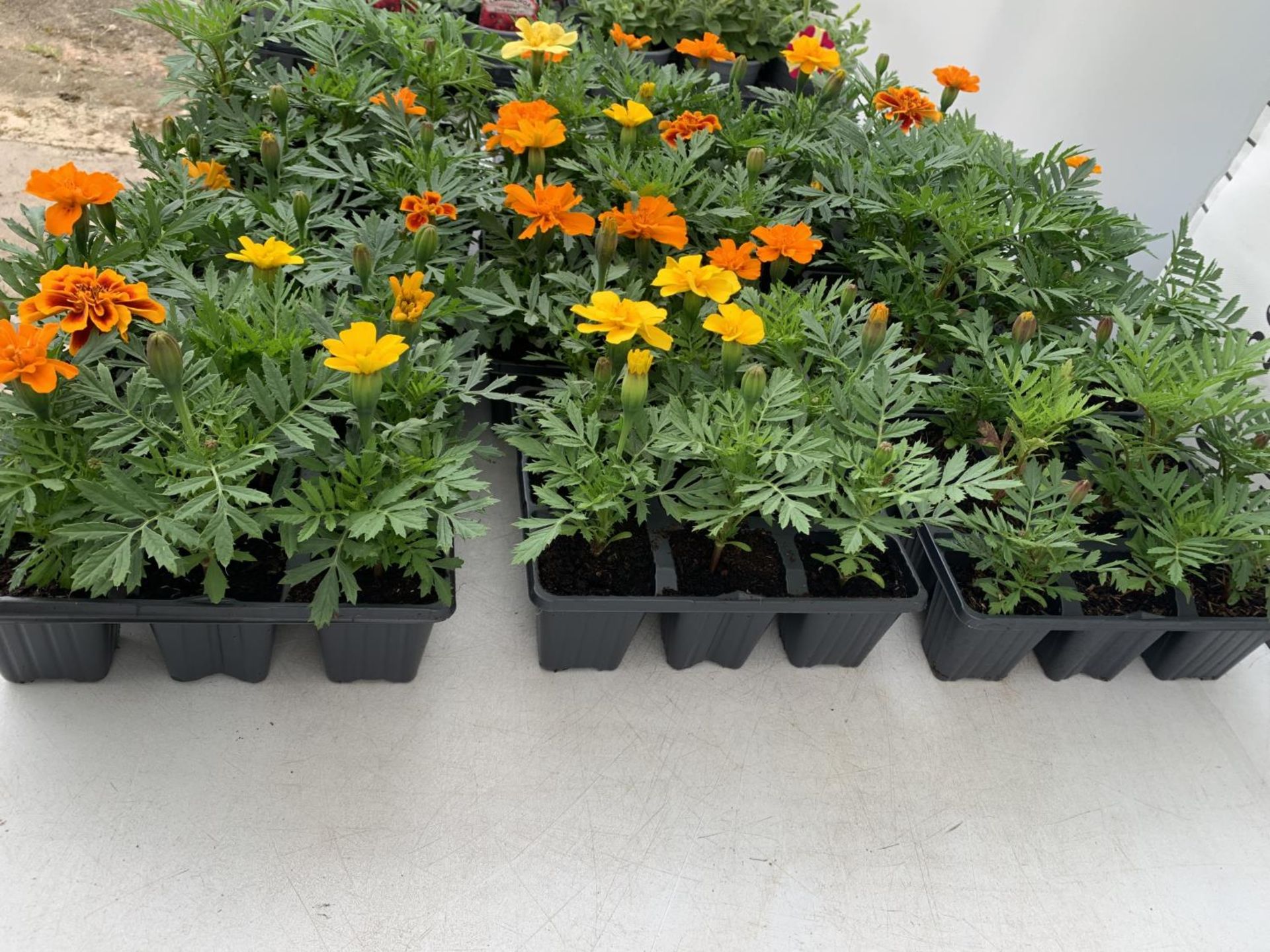NINE TRAYS OF MARIGOLD PLANTS WITH NINE PLANTS IN EACH TRAY PLUS VAT TO BE SOLD FOR THE NINE TRAYS - Image 3 of 3
