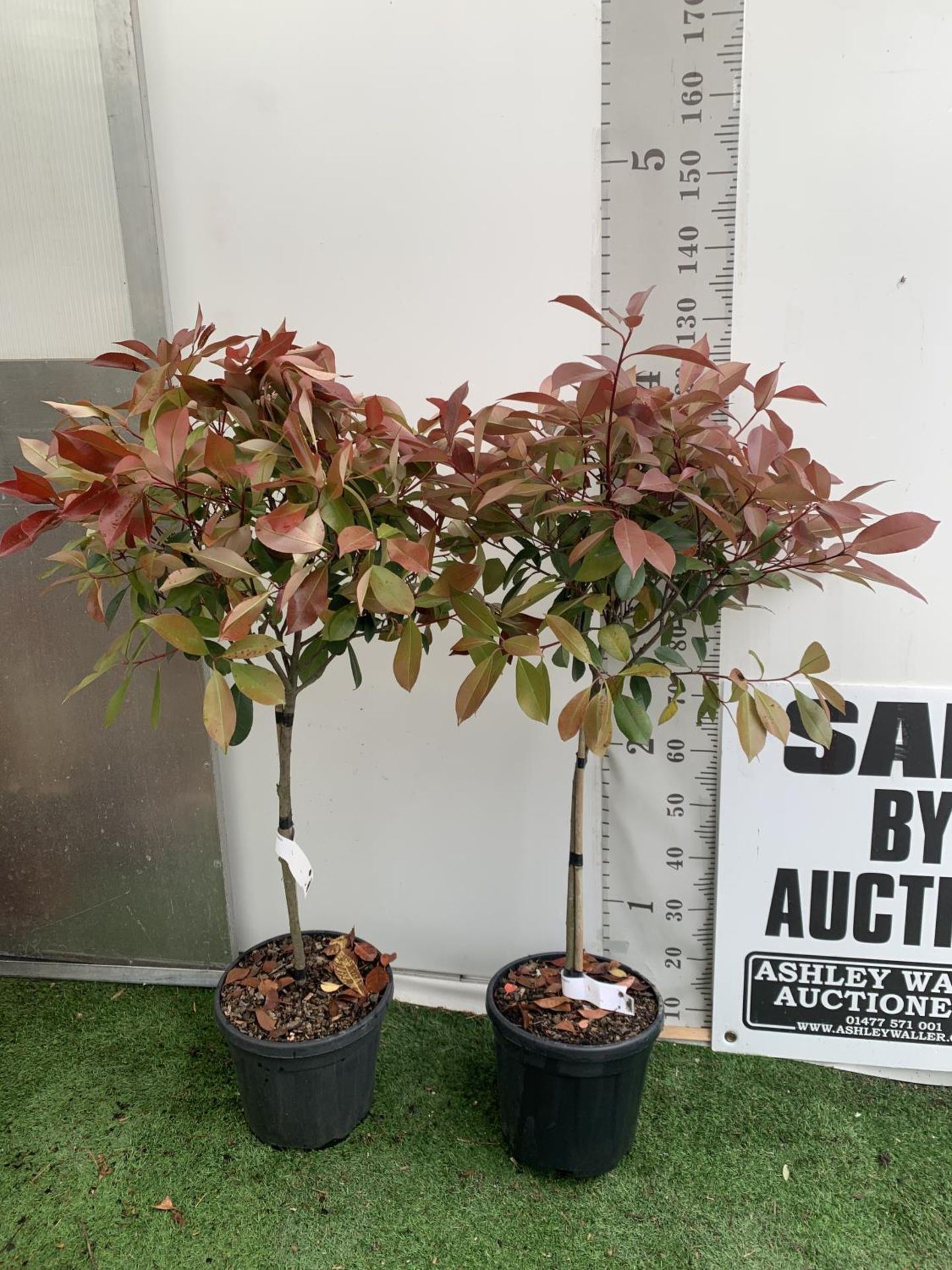 A PAIR OF STANDARD PHOTINIA FRASERI RED ROBIN TREES 120CM TALL IN A 10 LTR POT TO BE SOLD FOR THE