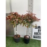 A PAIR OF STANDARD PHOTINIA FRASERI RED ROBIN TREES 120CM TALL IN A 10 LTR POT TO BE SOLD FOR THE