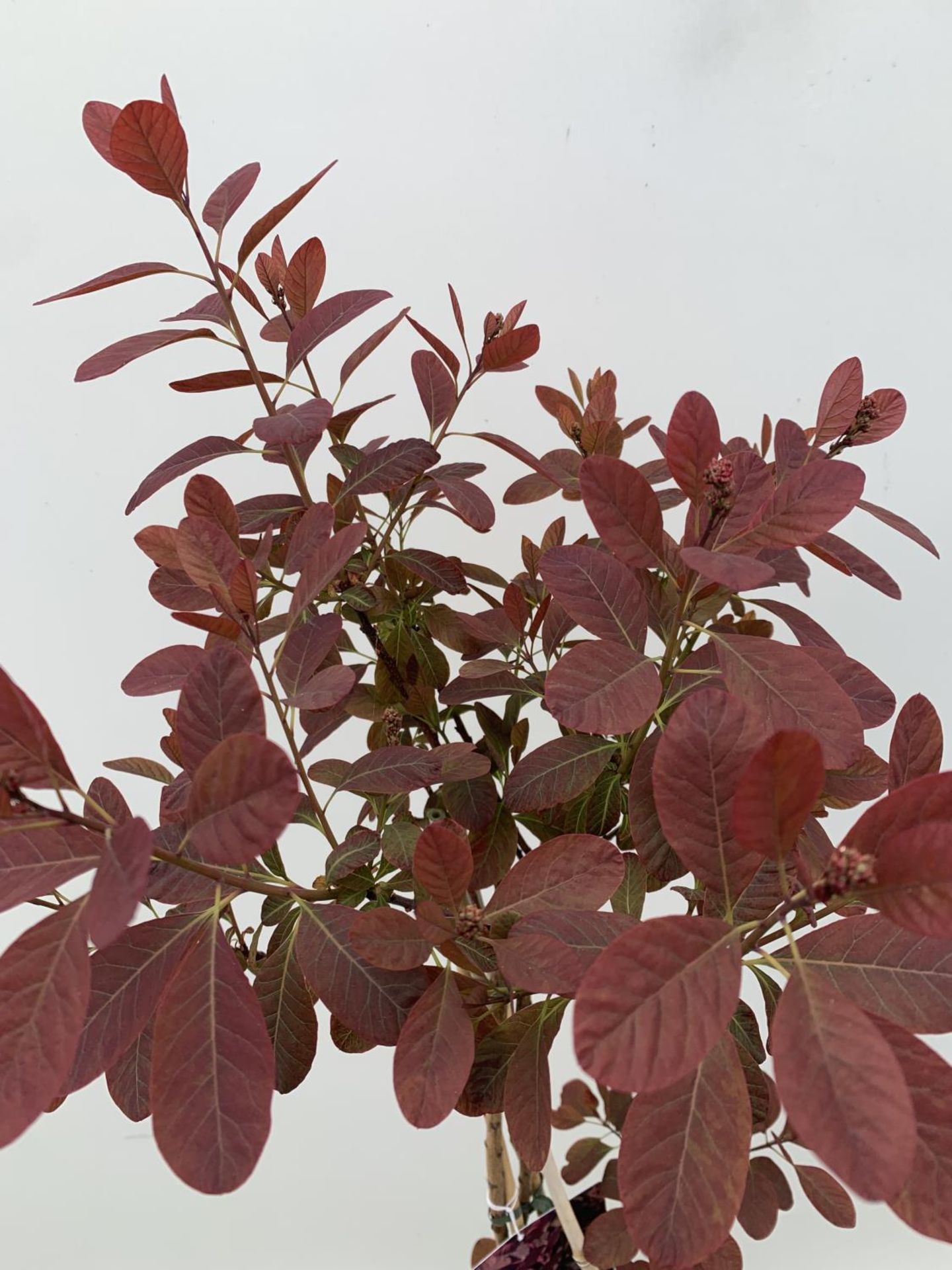 A COTINUS 'ROYAL PURPLE' SMOKE BUSH TREE OVER 160CM IN HEIGHT IN FLOWER IN A 10 LTR POT PLUS VAT - Image 13 of 13