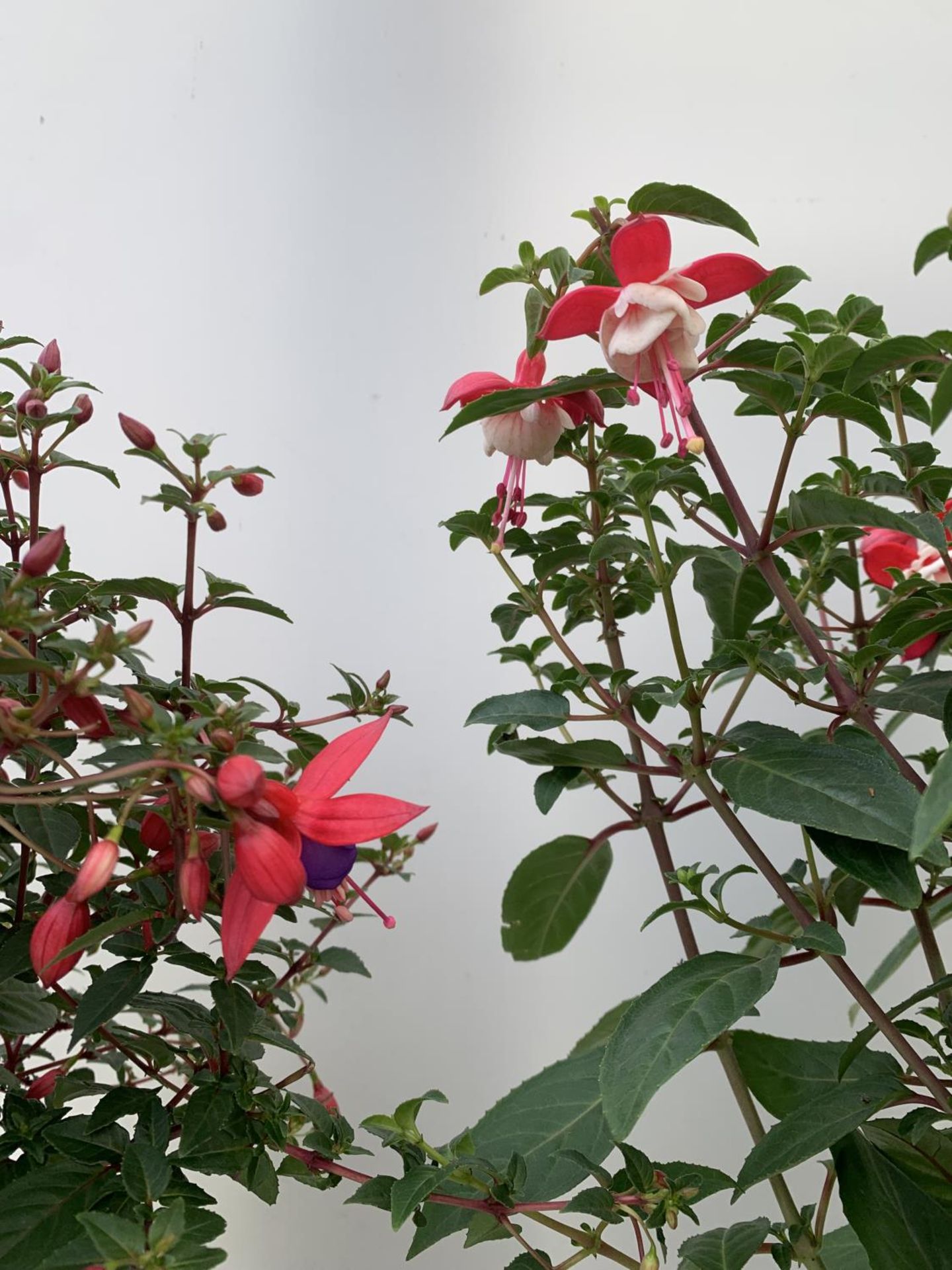 TWO BELLA STANDARD RED/WHITE AND RED/PURPLE FUCHSIA IN A 3 LTR POTS 70CM -80CM TALL TO BE SOLD FOR - Image 3 of 5