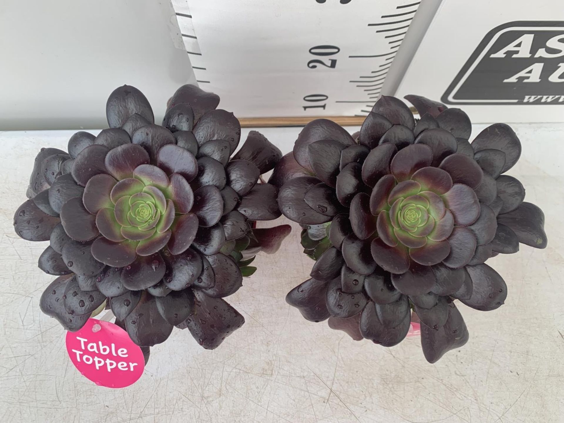 TWO AEONIUM ARBOREUM VELOURS IN 1 LTR POTS 25CM IN HEIGHT PLUS VAT TO BE SOLD FOR THE TWO - Image 2 of 4
