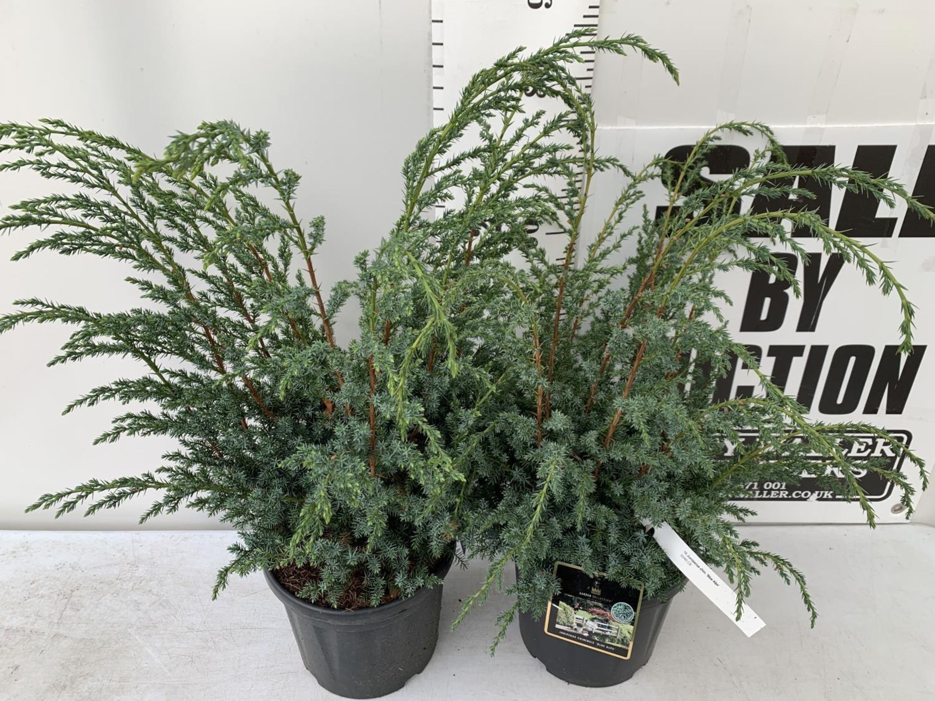 TWO JUNIPERUS CHINENSIS BLUE ALPS IN 7 LTR POTS A METRE IN HEIGHT PLUS VAT TO BE SOLD FOR THE TWO - Image 3 of 11