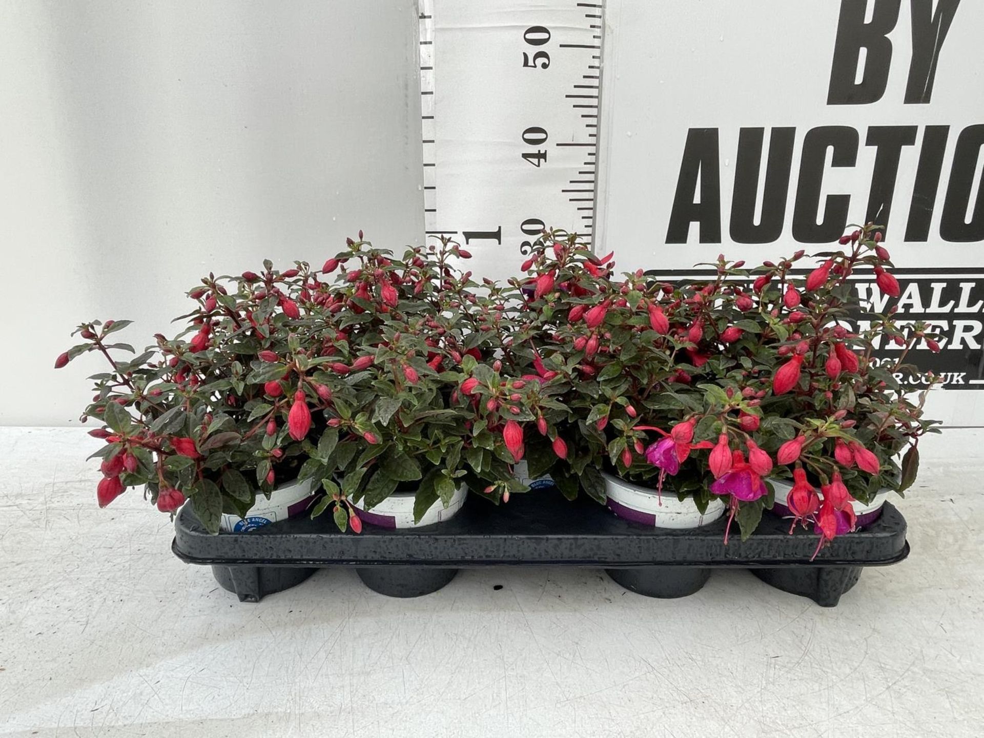 NINE FUCHSIA BELLA IN 20CM POTS 20-30CM TALL TO BE SOLD FOR THE NINE PLUS VAT