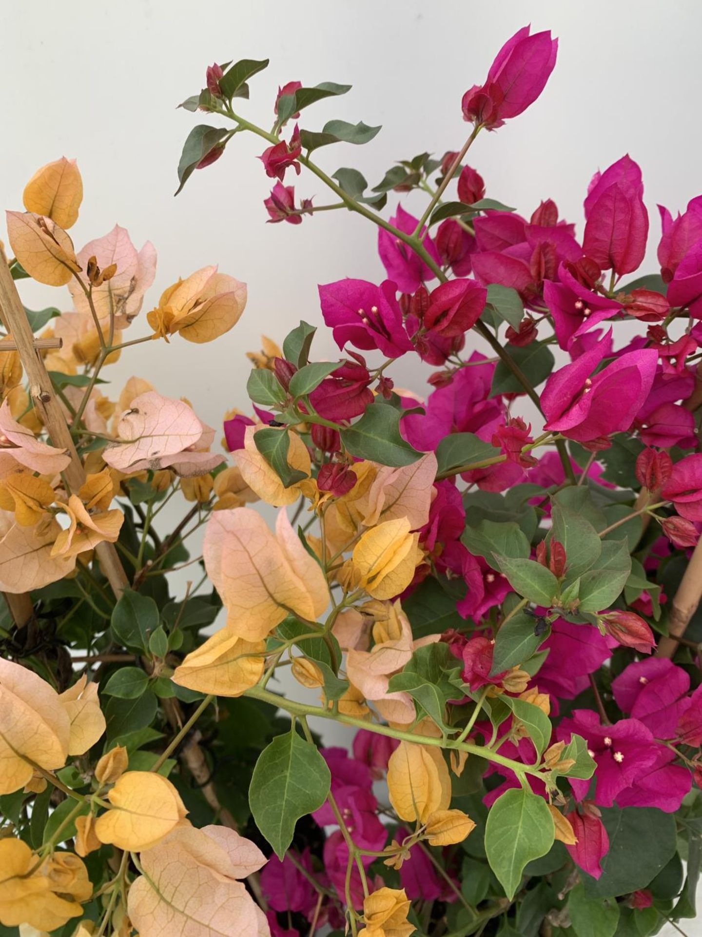 TWO BOUGAINVILLEA SANDERINA ON A PYRAMID FRAME ONE ORGANGE ONE PINK IN 3 LTR POTS HEIGHT 70-80CM. - Image 3 of 5