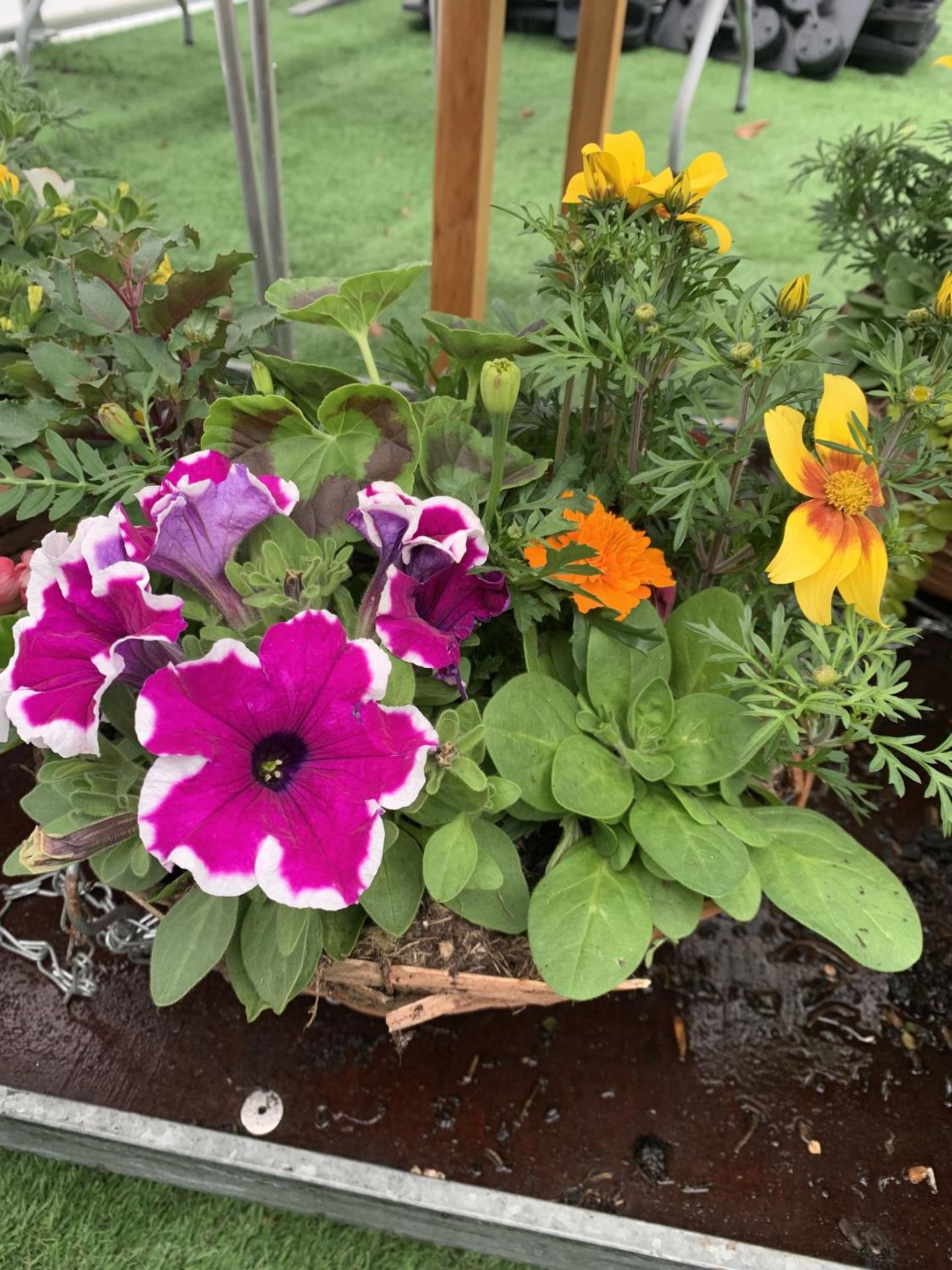 TWO WICKER HANGING BASKETS WITH MIXED BEDDING AND TRAILING PLANTS TO INCLUDE PETUNIA, MARIGOLD, - Image 2 of 6