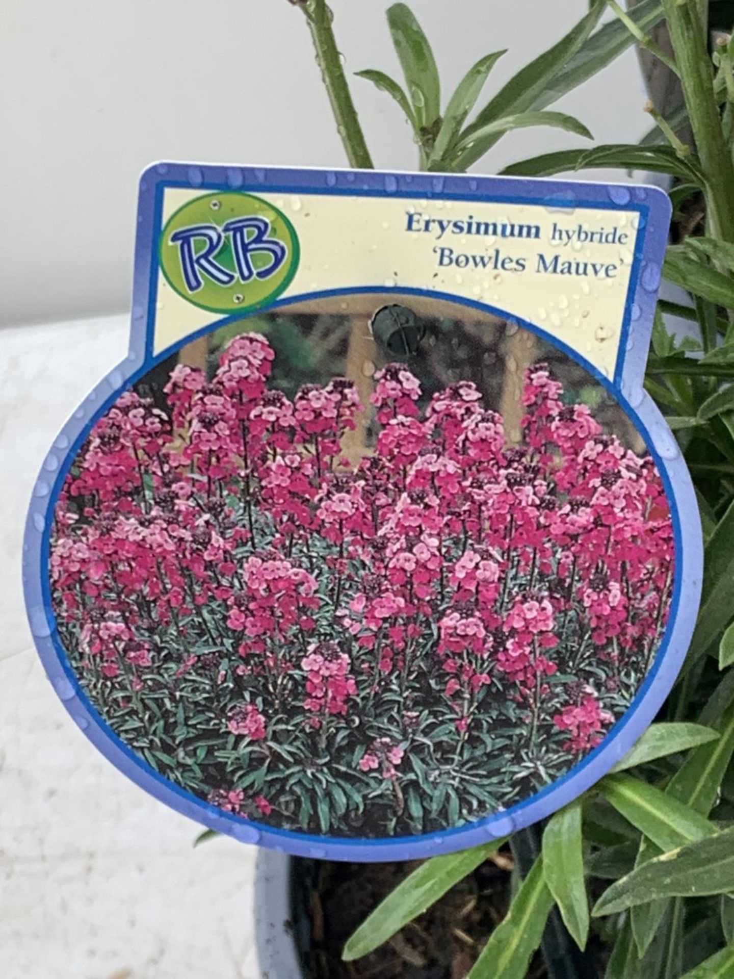 SIX ERYSIMUM BOWLES MAUVE IN 2 LTR POTS 40-50CM TALL TO BE SOLD FOR THE SIX PLUS VAT - Image 5 of 5