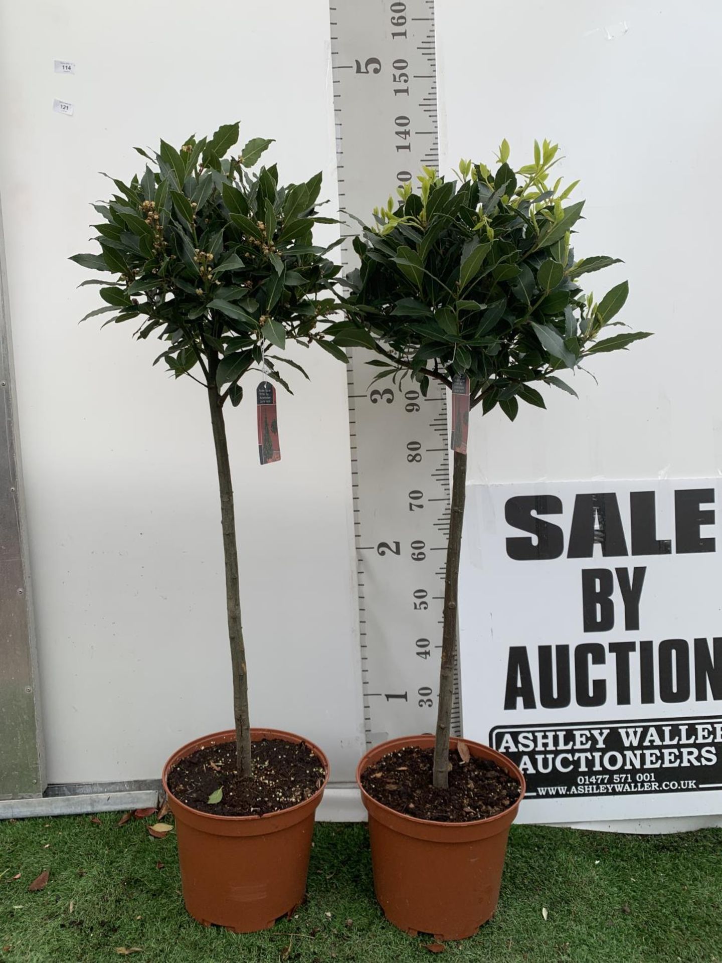 A PAIR OF STANDARD BAY TREES LAURUS NOBILIS IN 10 LTR POTS APPROX 130CM IN HEIGHT TO BE SOLD FOR THE