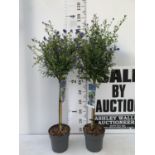 TWO CEANOTHUS STANDARD TREES 'CONCHA' IN FLOWER APPROX 110CM IN HEIGHT IN 3LTR POTS PLUS VAT TO BE