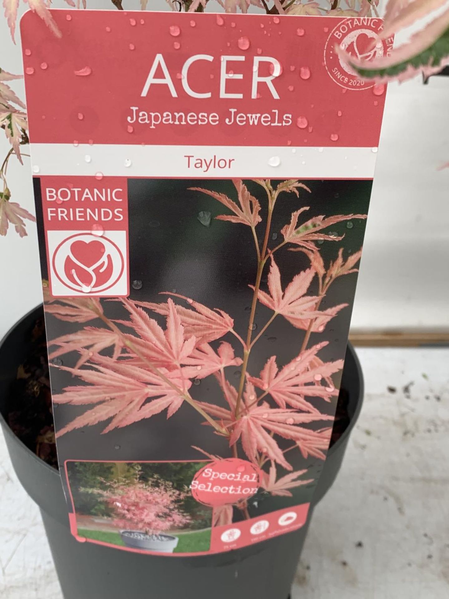 TWO ACER PALMATUM JAPANESE JEWELS TO INCLUDE TAYLOR AND SHAINIA IN 3 LTR POTS 60-70CM TALL TO BE - Image 5 of 9