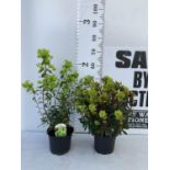 TWO EUPHORBIA PURPUREA 60CM IN HEIGHT IN 2 LTR POTS PLUS VAT TO BE SOLD FOR THE TWO