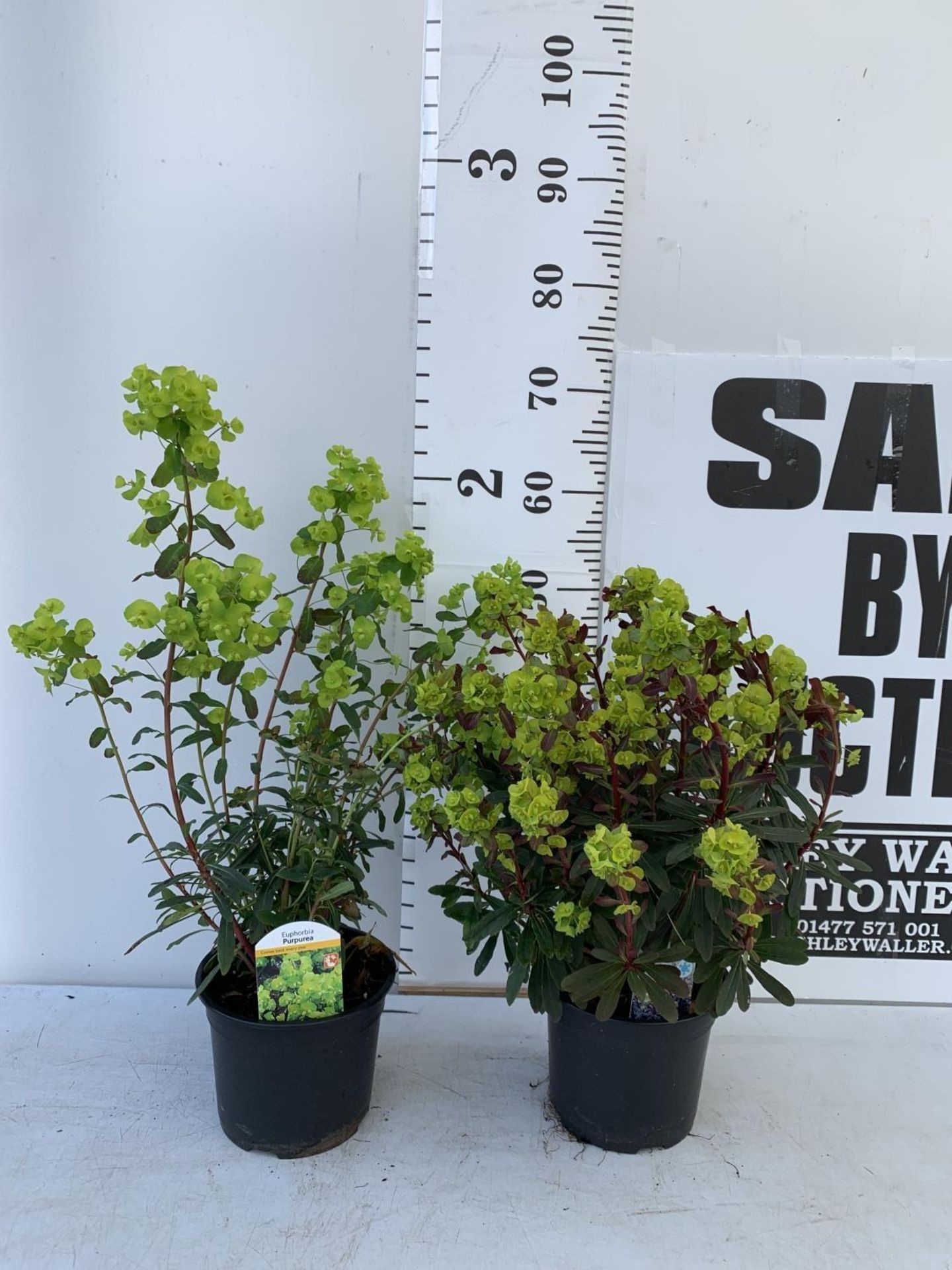 TWO EUPHORBIA PURPUREA 60CM IN HEIGHT IN 2 LTR POTS PLUS VAT TO BE SOLD FOR THE TWO