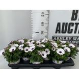 TWELVE WHITE COLOURED OSTEOSPERMUM PLANTS ON A TRAY TO BE SOLD FOR THE TWELVE PLUS VAT