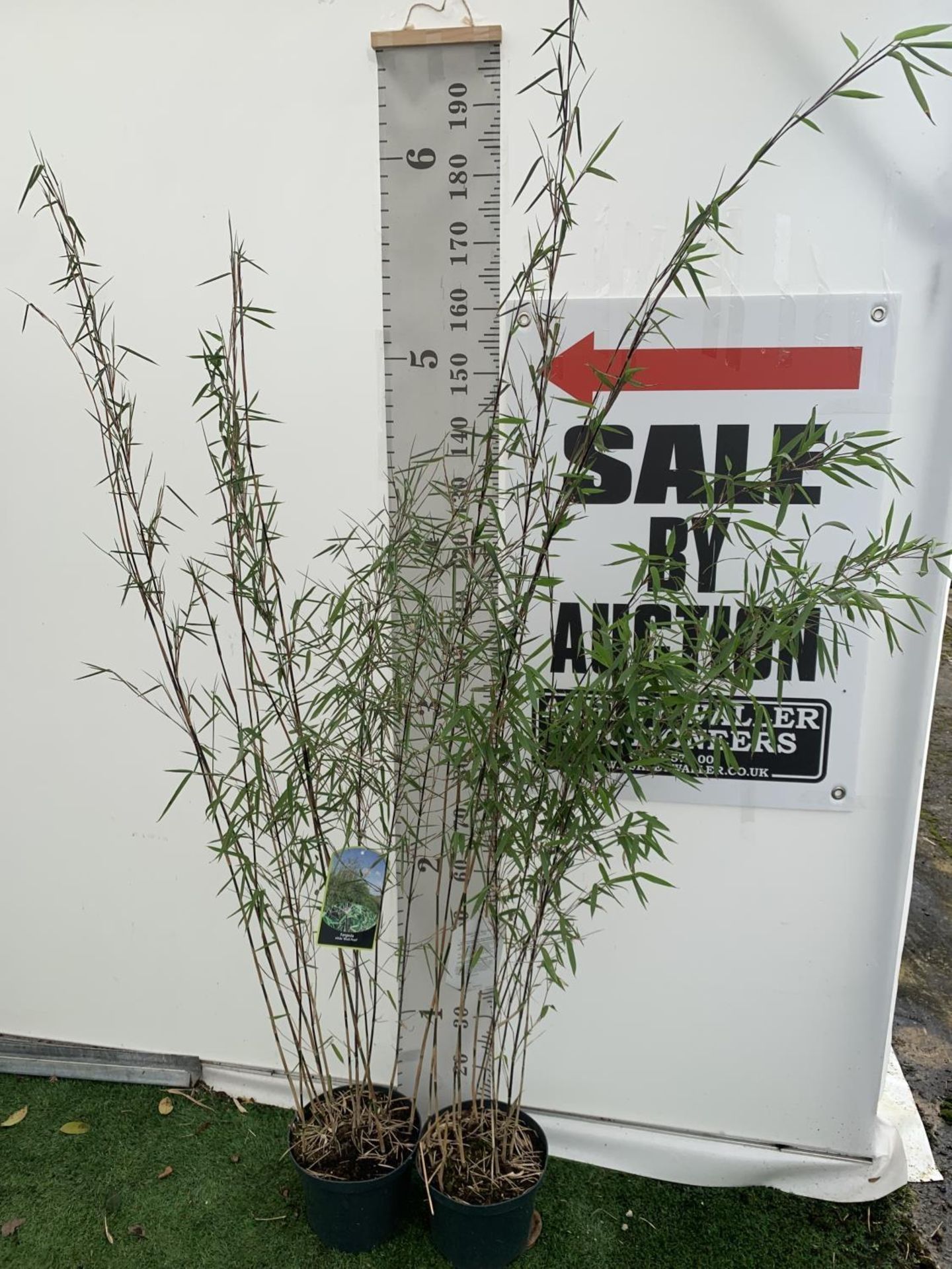 TWO BAMBOO FARGESIA NITIDA 'BLACK PEARL' APPROX 190CM IN HEIGHT IN 5 LTR POTS PLUS VAT TO BE SOLD - Image 2 of 5