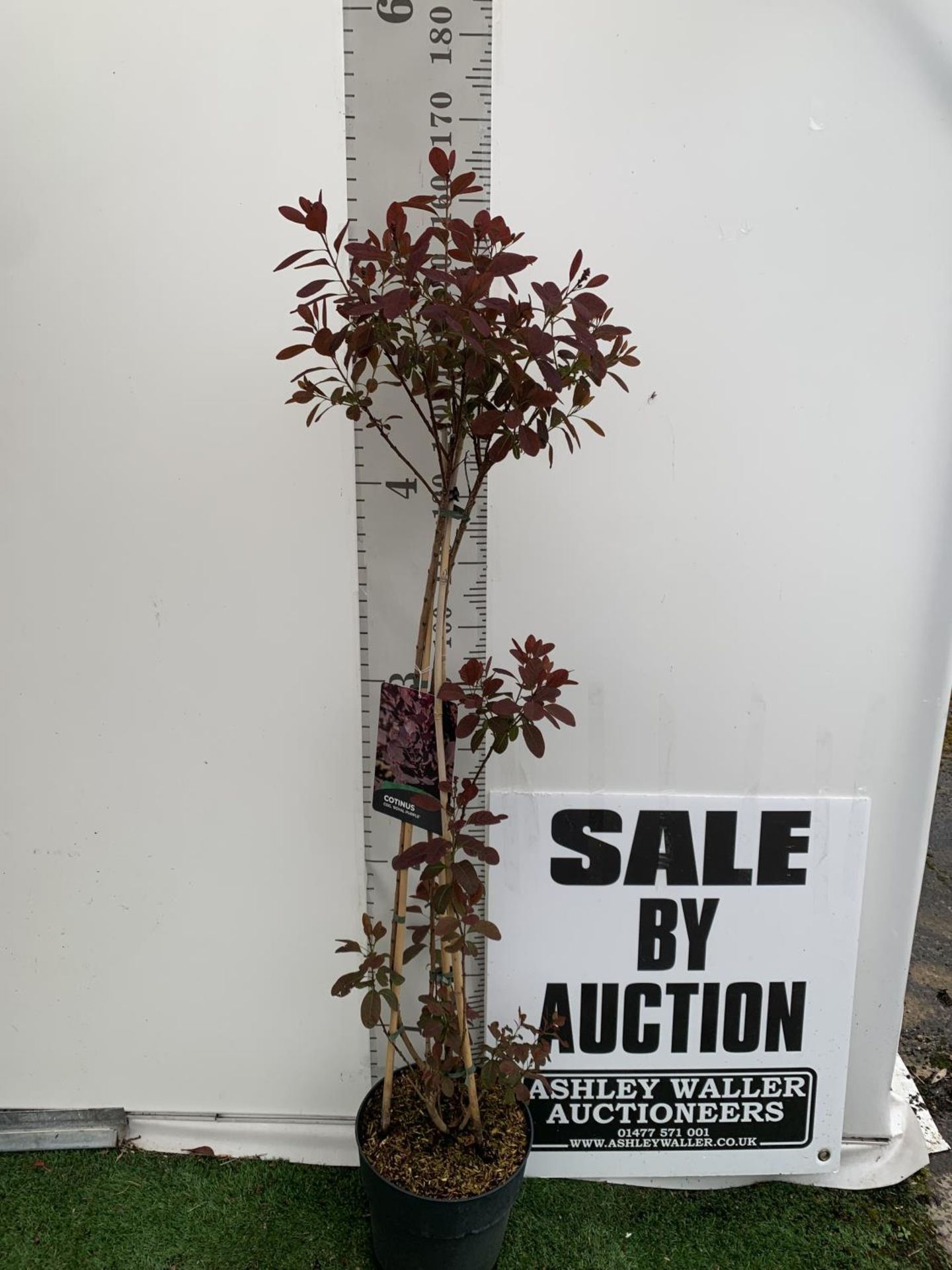 A COTINUS 'ROYAL PURPLE' SMOKE BUSH TREE OVER 160CM IN HEIGHT IN FLOWER IN A 10 LTR POT PLUS VAT