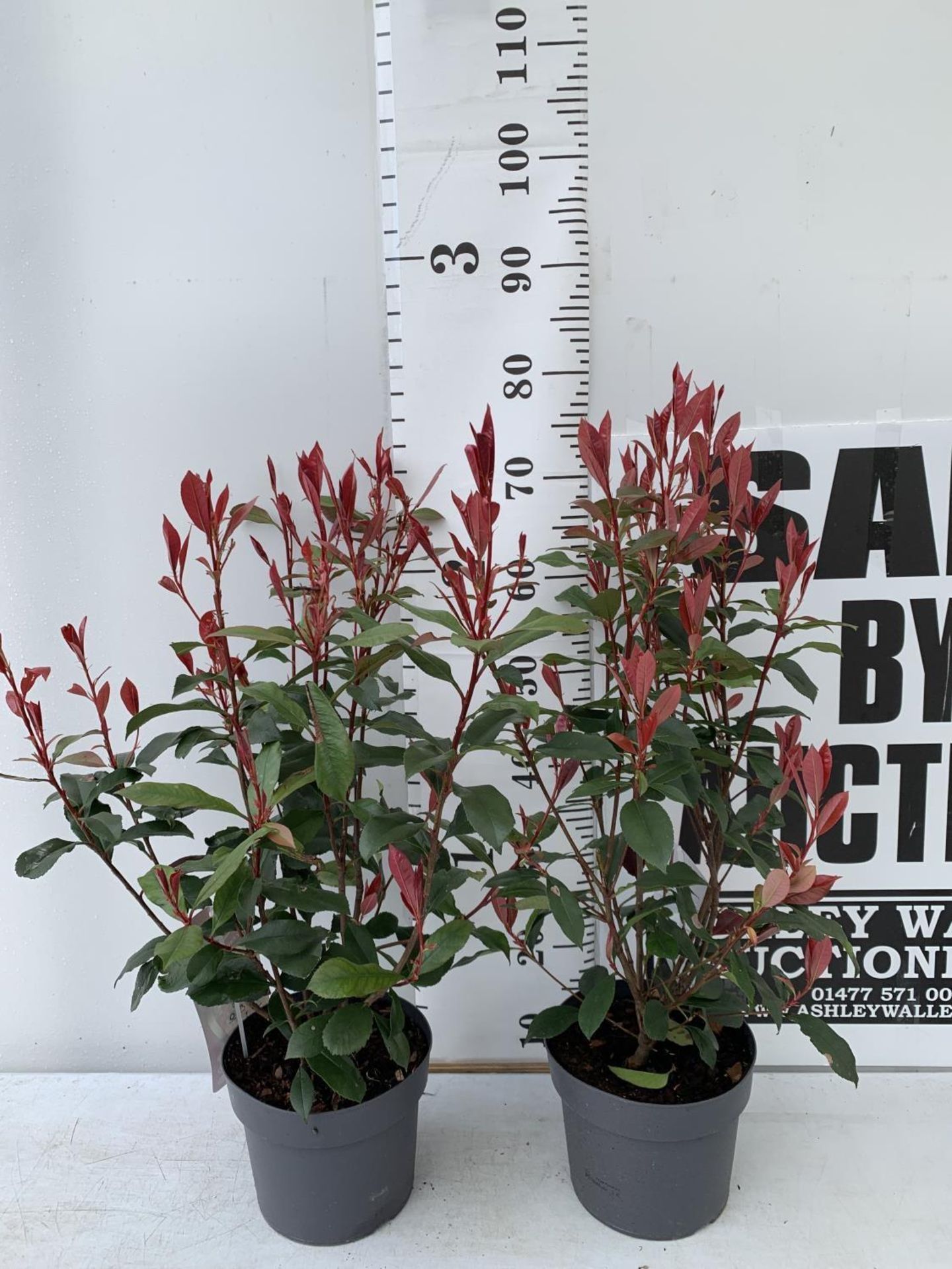 TWO PHOTINIA 'CARRE ROUGE' IN 3 LTR POTS APPROX 70CM IN HEIGHT PLUS VAT TO BE SOLD FOR THE TWO - Image 2 of 11