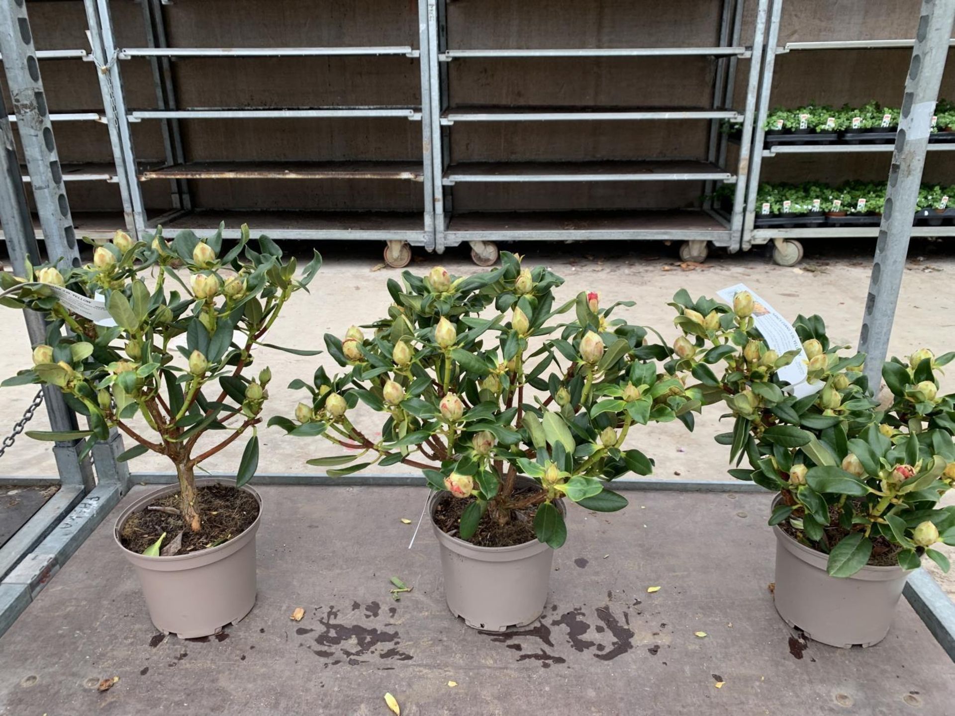 THREE RHODODENDRON NANCY EVANS IN 3 LTR POTS HEIGHT 50CM TO BE SOLD FOR THE THREE PLUS VAT