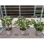 THREE RHODODENDRON NANCY EVANS IN 3 LTR POTS HEIGHT 50CM TO BE SOLD FOR THE THREE PLUS VAT