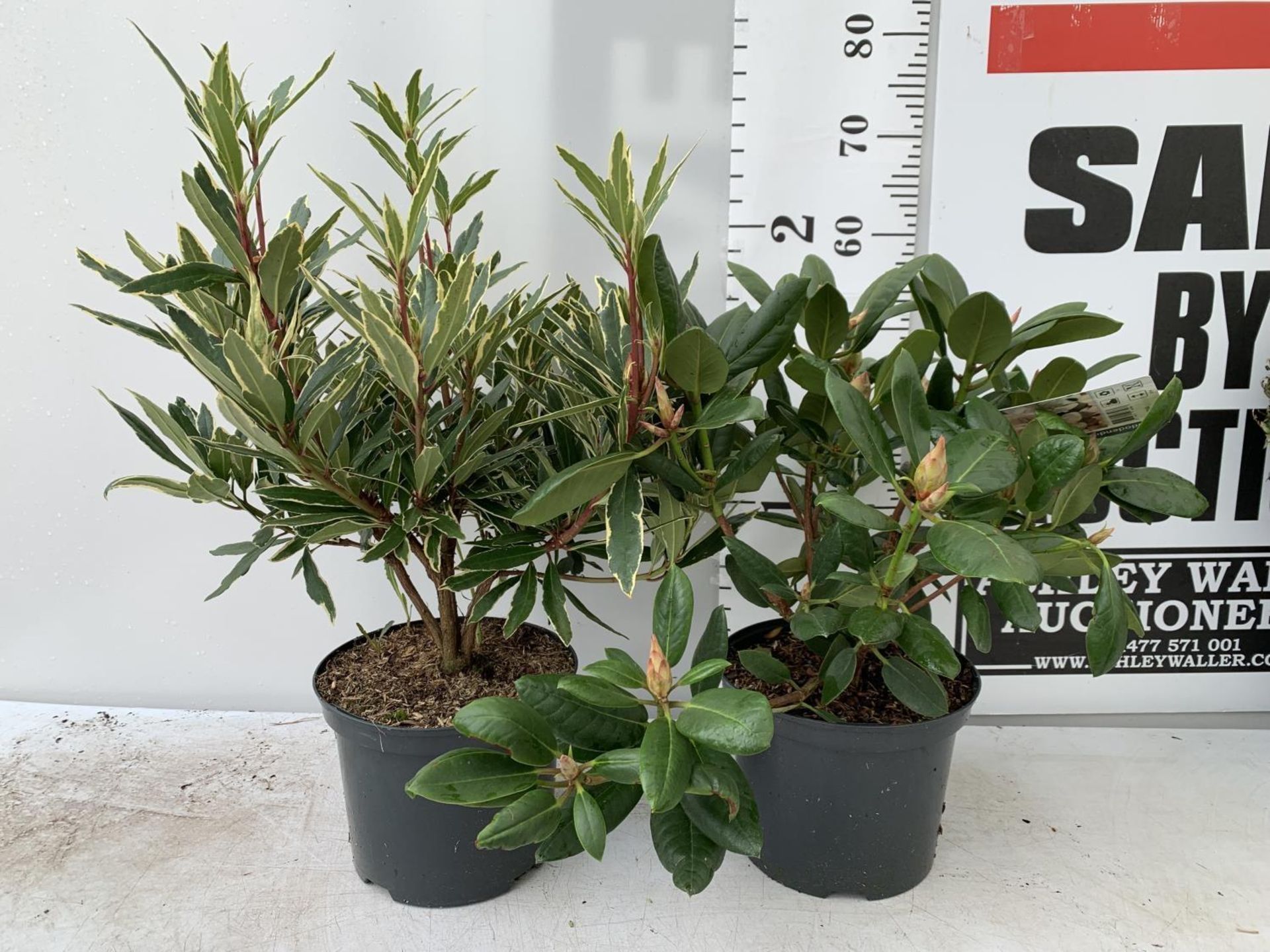 TWO RHODODENDRON PONTICUM VARIEGATUM AND VIRGINIA RICHARDS IN 5 LTR POTS 60CM TALL PLUS VAT TO BE