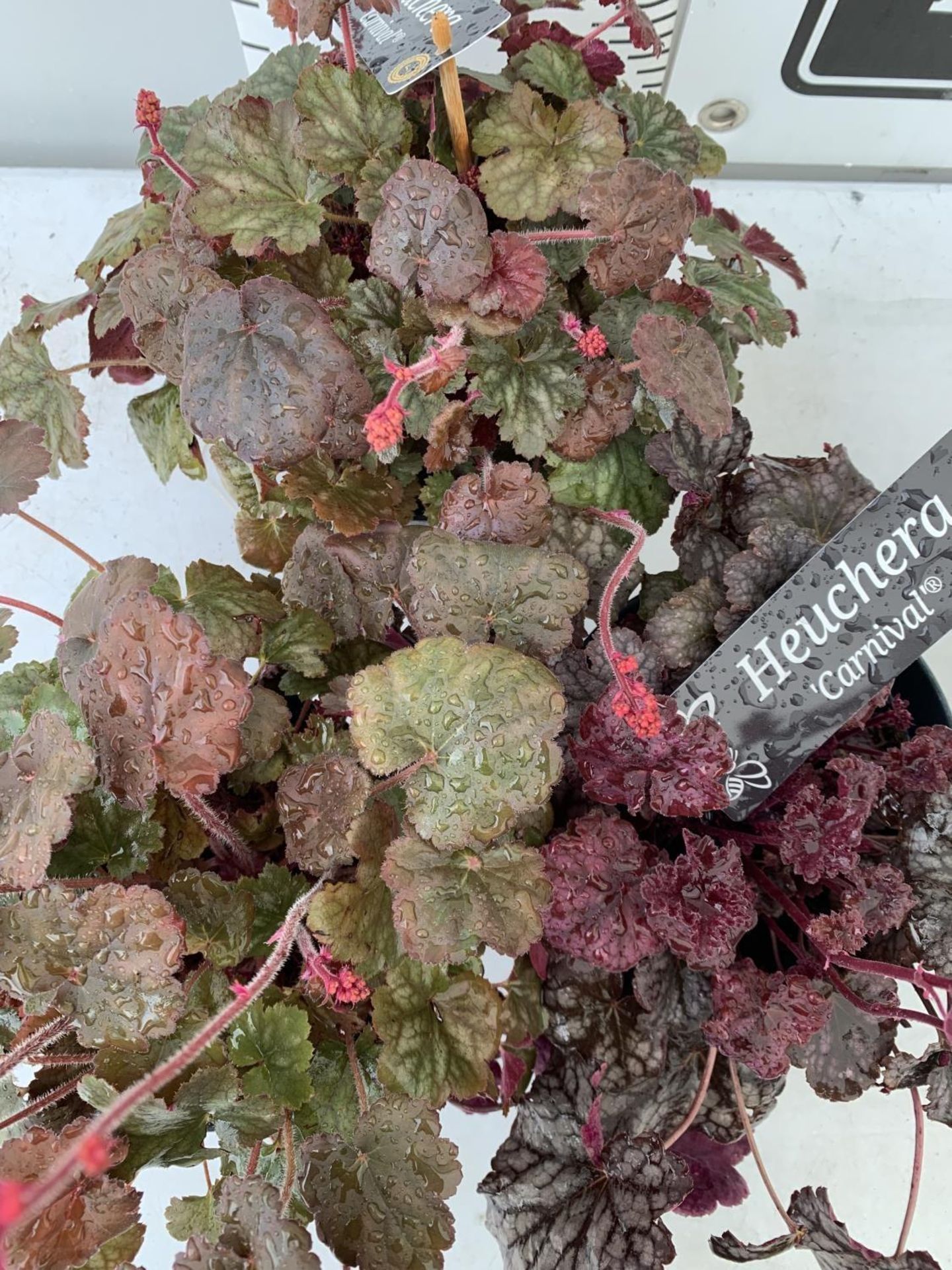 THREE HEUCHERA 'CARNIVAL' IN 2 LTR POTS PLUS VAT TO BE SOLD FOR THE THREE - Image 8 of 10