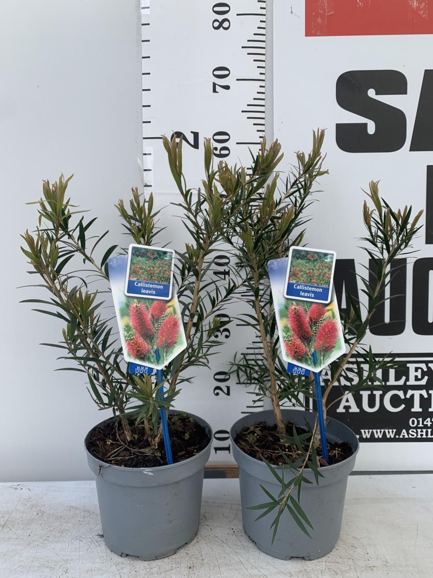 TWO CALLISTEMON LAEVIS IN 2 LTR POTS 50CM IN HEIGHT PLUS VAT TO BE SOLD FOR THE TWO