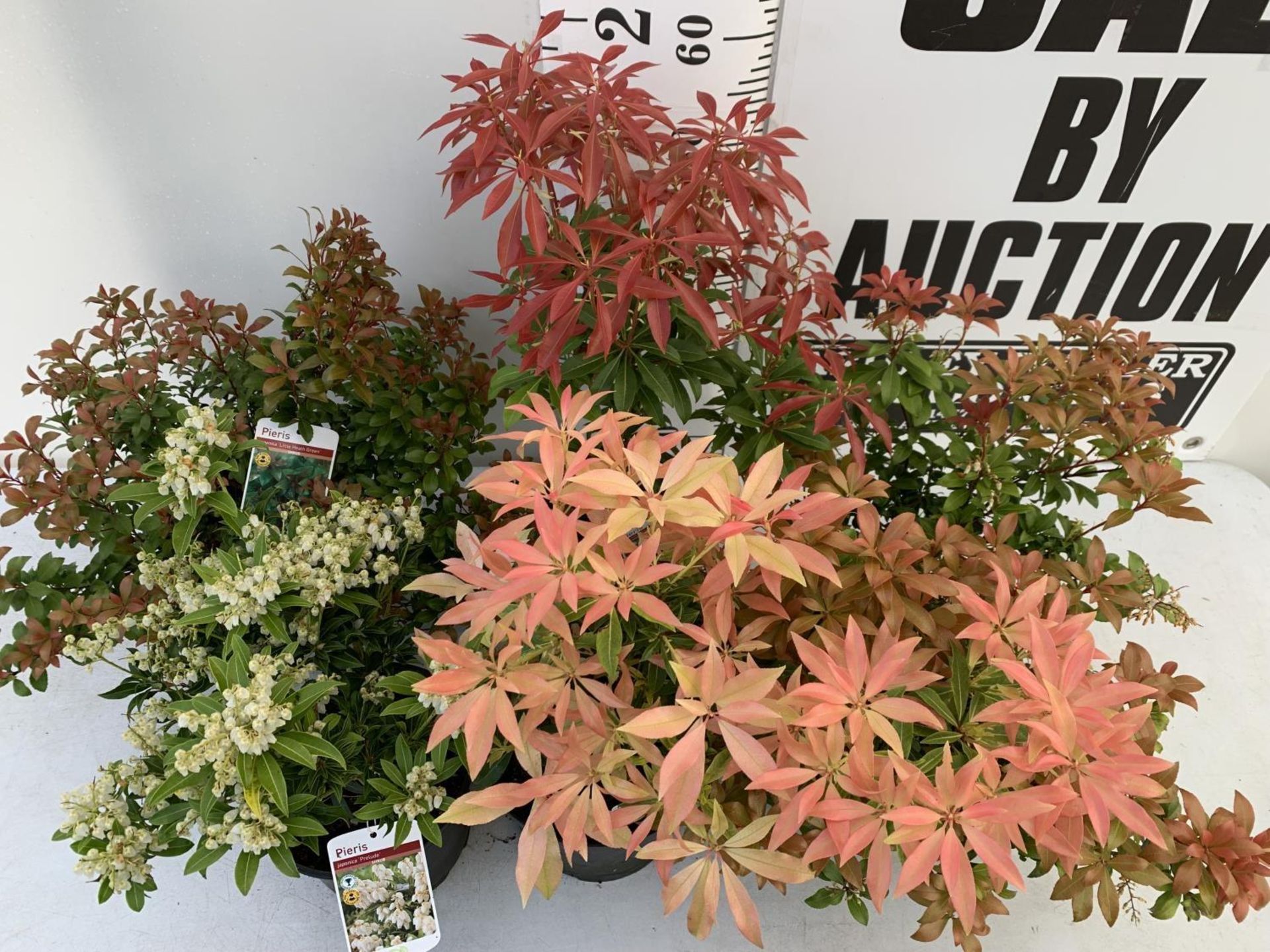 FIVE MIXED PIERIS TO INCLUDE PRELUDE, LITTLE HEATH GREEN, FOREST FLAME ETC 50-70CM TALL TO BE SOLD - Image 4 of 15